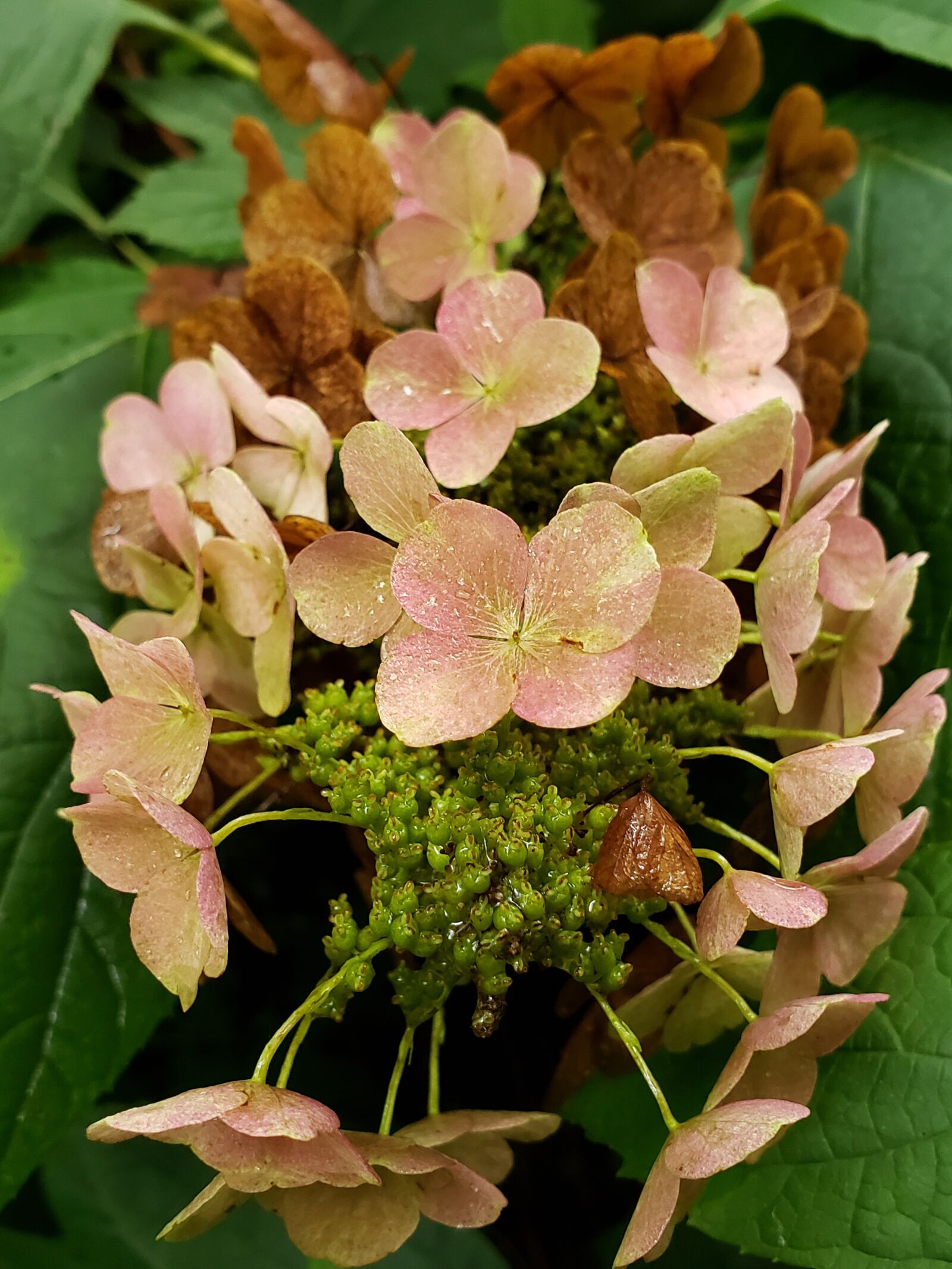 Samsung Galaxy Note9 sample photo. Flowers, floral, plant photography