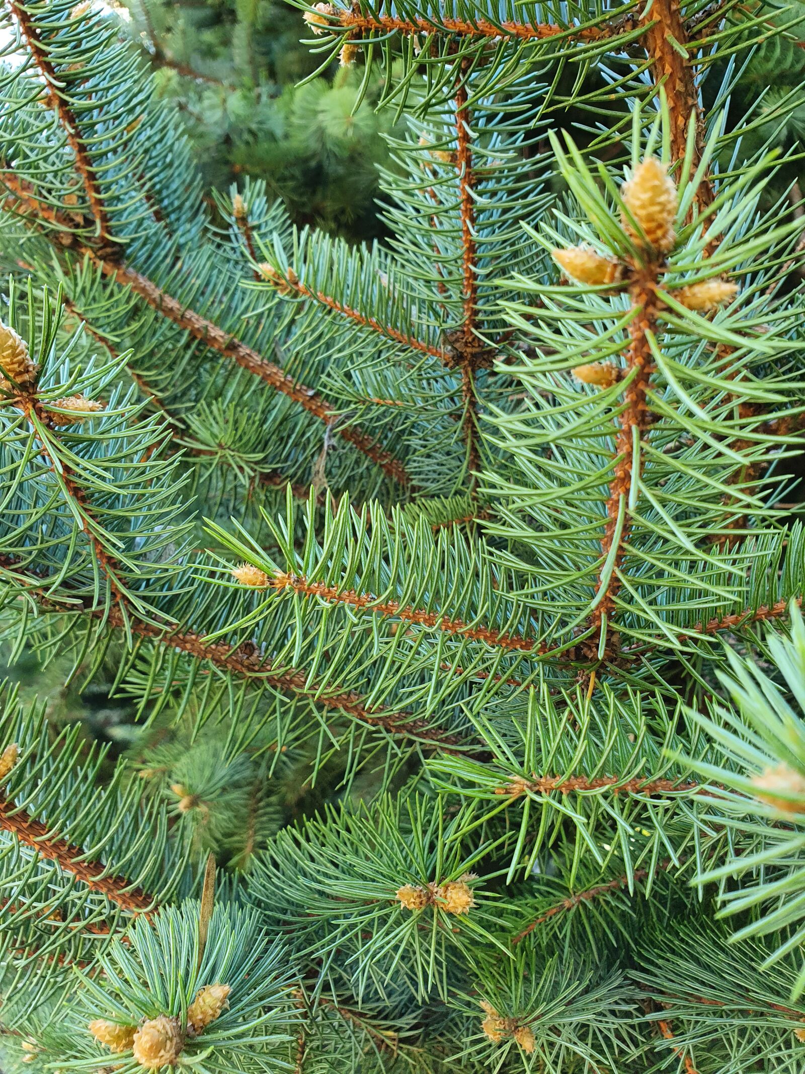 Samsung Galaxy S10 sample photo. Spruce, pine, green photography