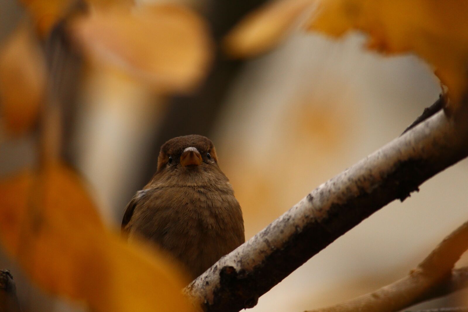 Canon EOS 650D (EOS Rebel T4i / EOS Kiss X6i) + Canon EF-S 55-250mm F4-5.6 IS II sample photo. Sparrow, autumn, branch photography