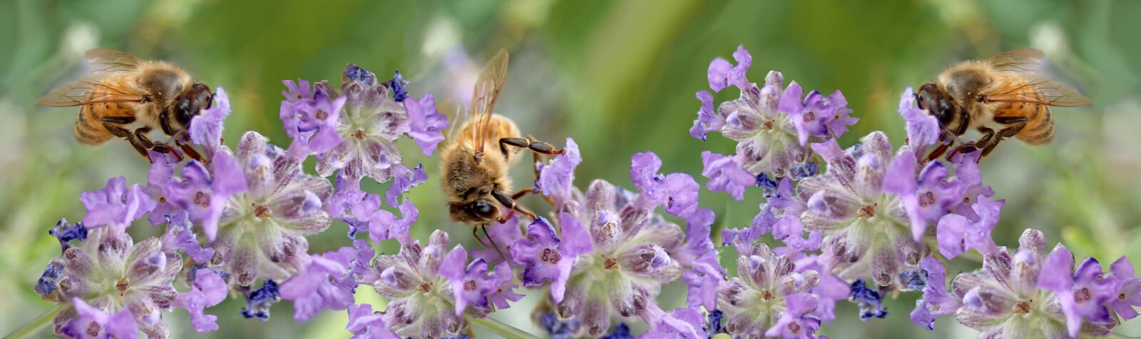Olympus TG-5 sample photo. Bees, insects, pollen photography
