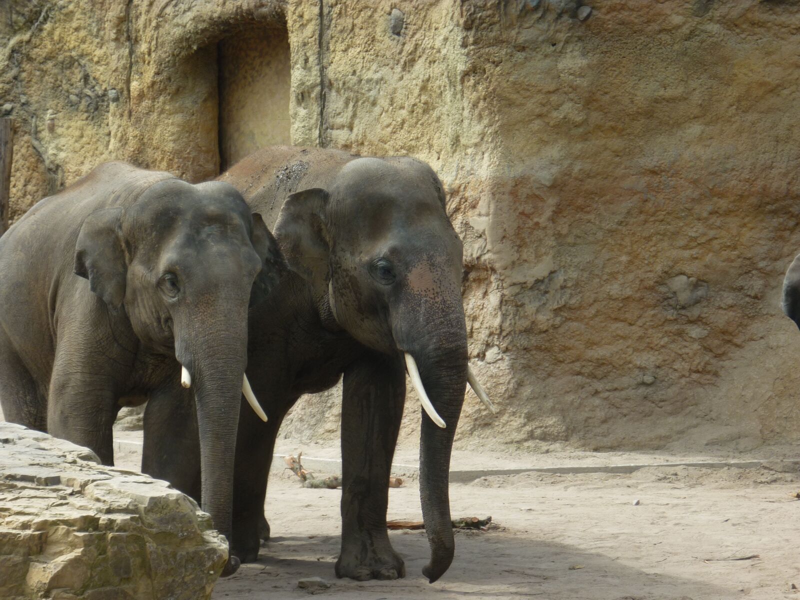 Panasonic DMC-FS7 sample photo. Elephants, zoo, wild photography