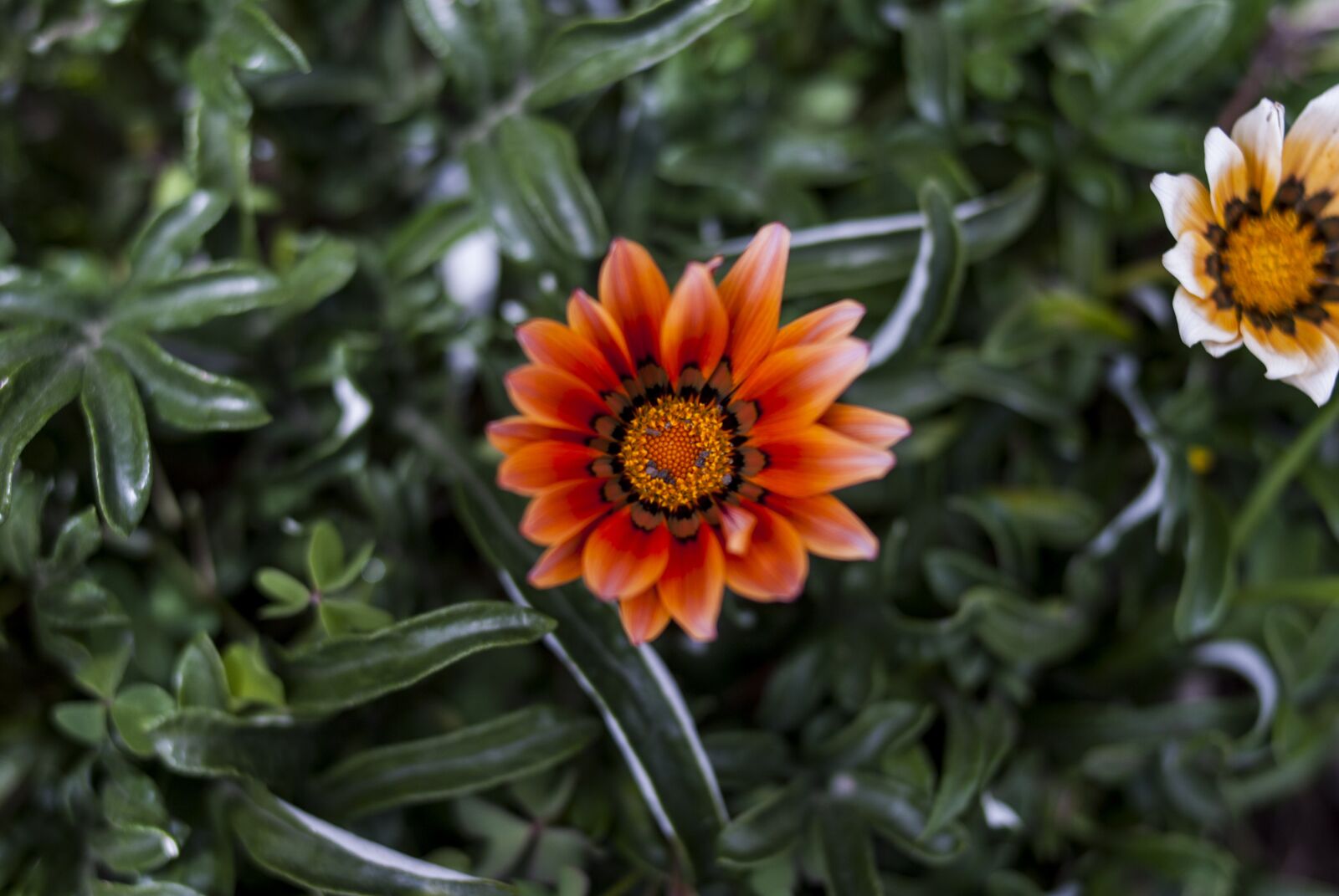 Nikon D60 sample photo. Nature, plant, garden photography
