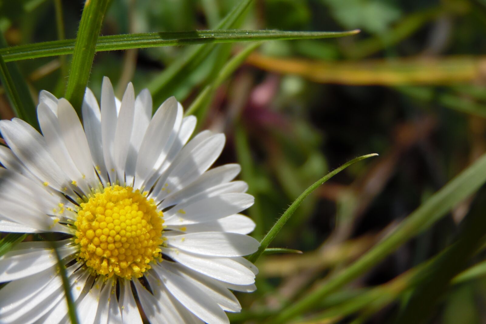 Samsung WB1100F/WB1101F/WB1102F sample photo. Flower, white, marguerite photography