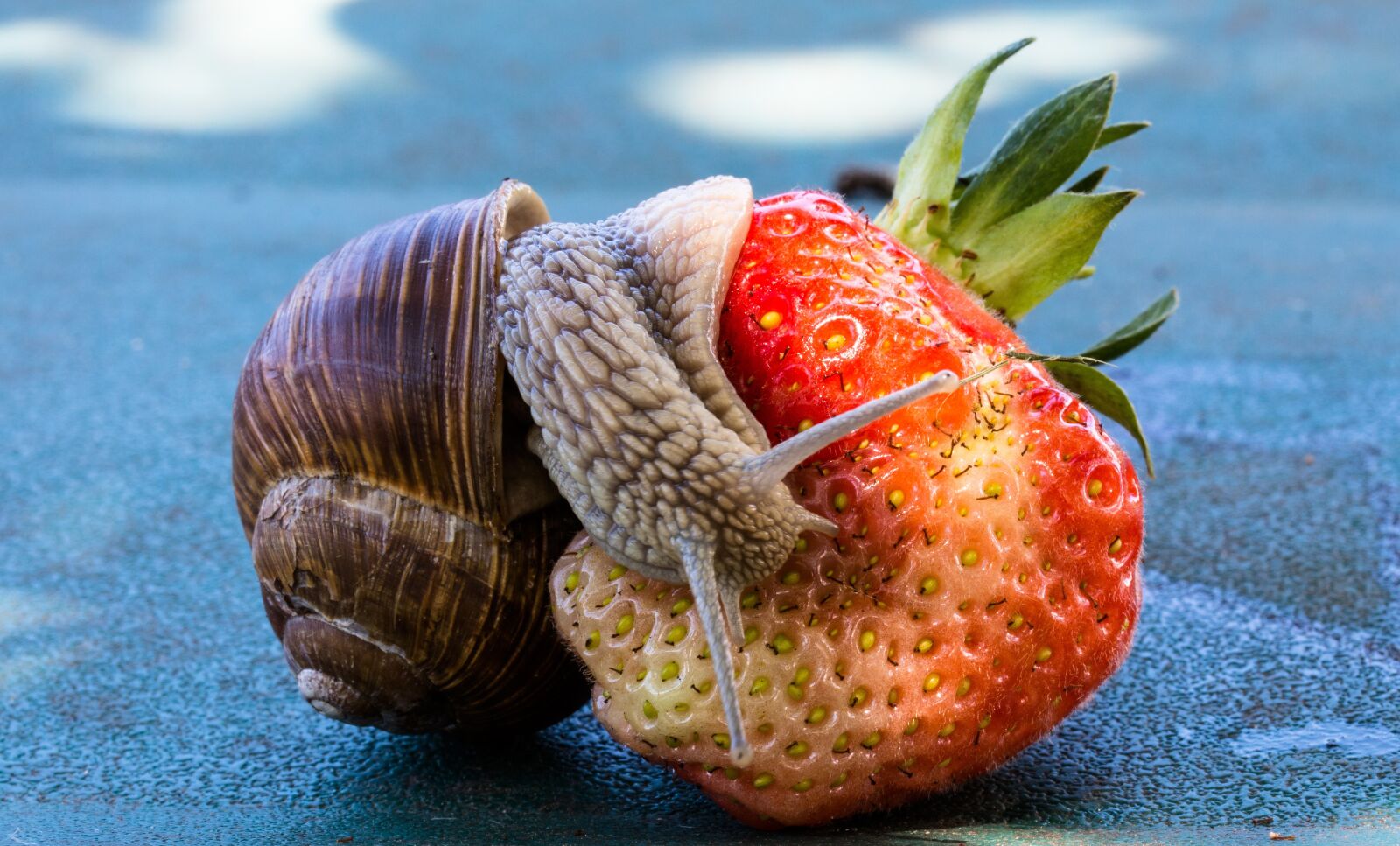 Canon EF-S 60mm F2.8 Macro USM sample photo. Strawberry, snail, eat photography