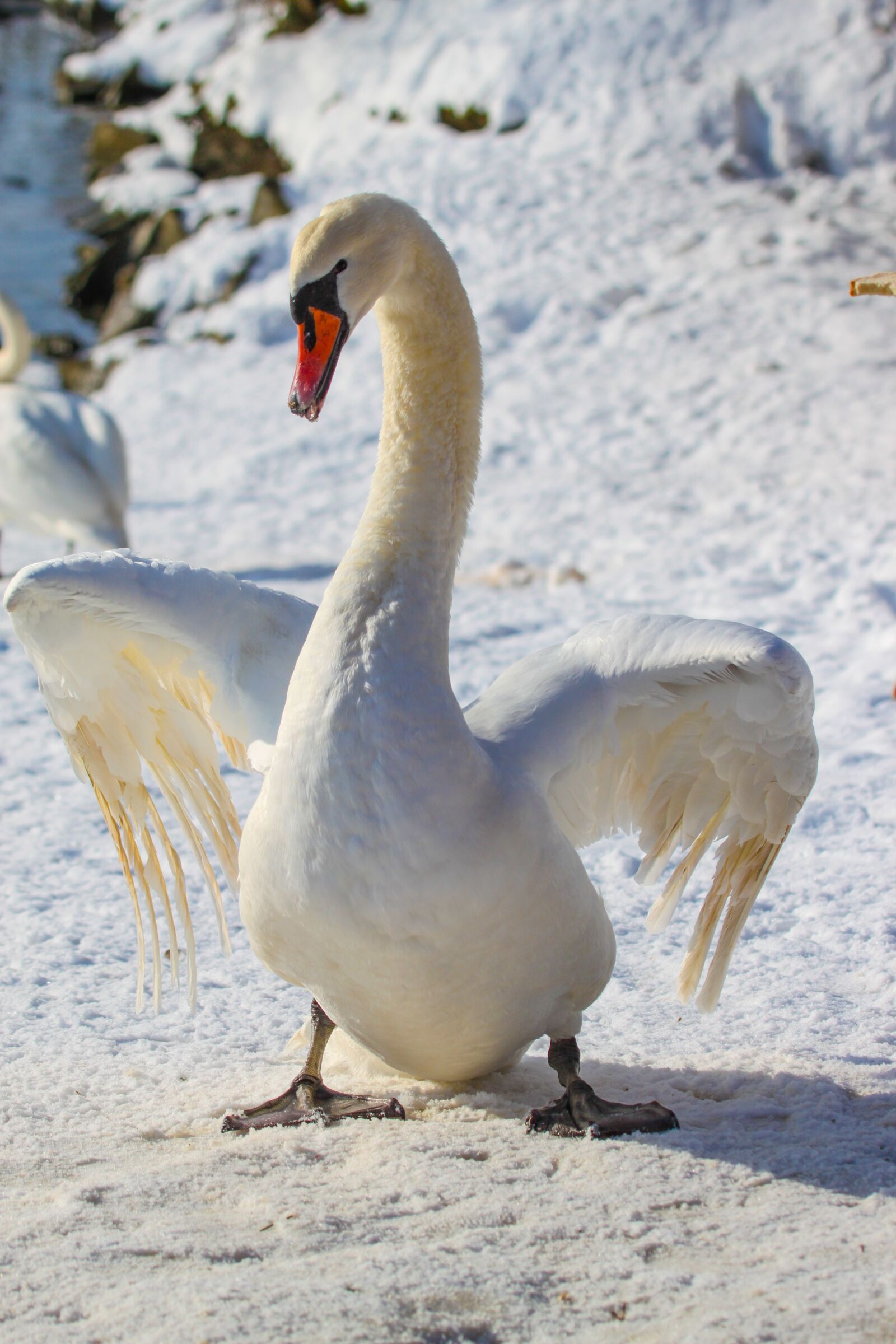 Canon EOS 500D (EOS Rebel T1i / EOS Kiss X3) sample photo. Swan, white, fluffy photography
