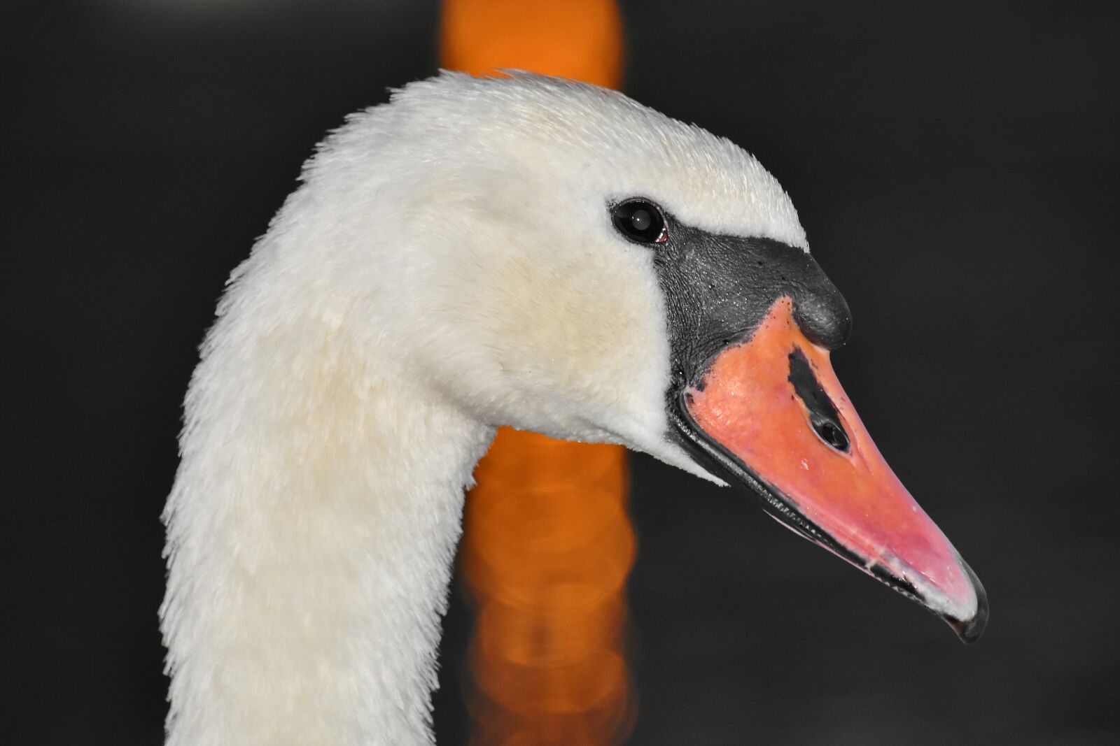 Nikon D5500 sample photo. Bird, detail, head, portrait photography