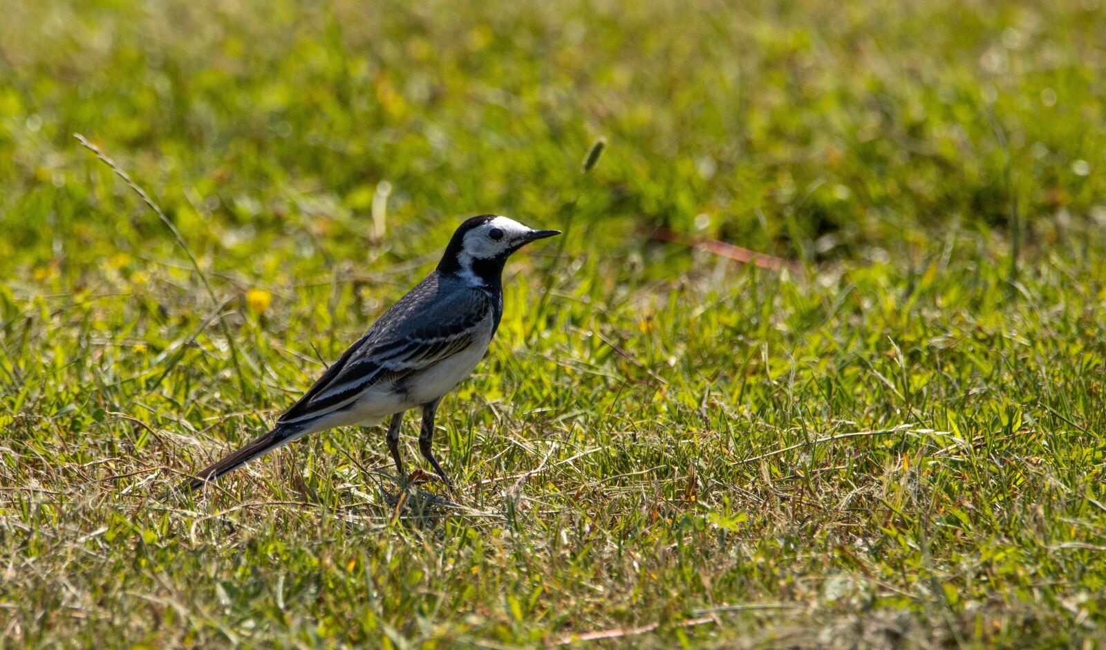 150-600mm F5-6.3 DG OS HSM | Contemporary 015 sample photo. White wagtail, grass, nature photography
