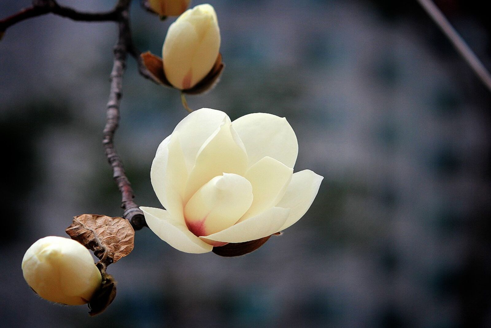Canon EOS 60D sample photo. Magnolia, flowers, white photography