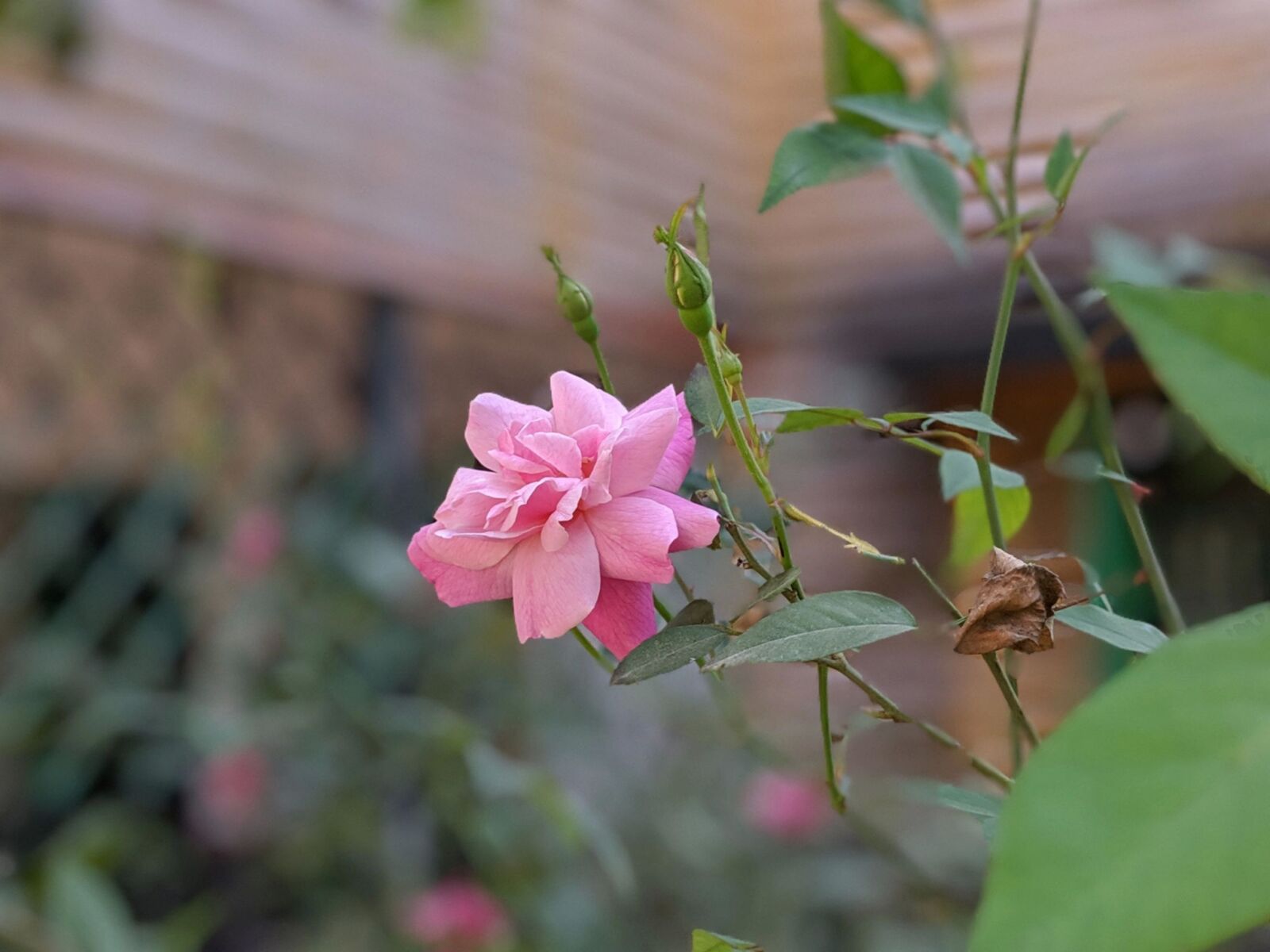 Xiaomi Mi A3 sample photo. Pink flowers, bokeh, green photography
