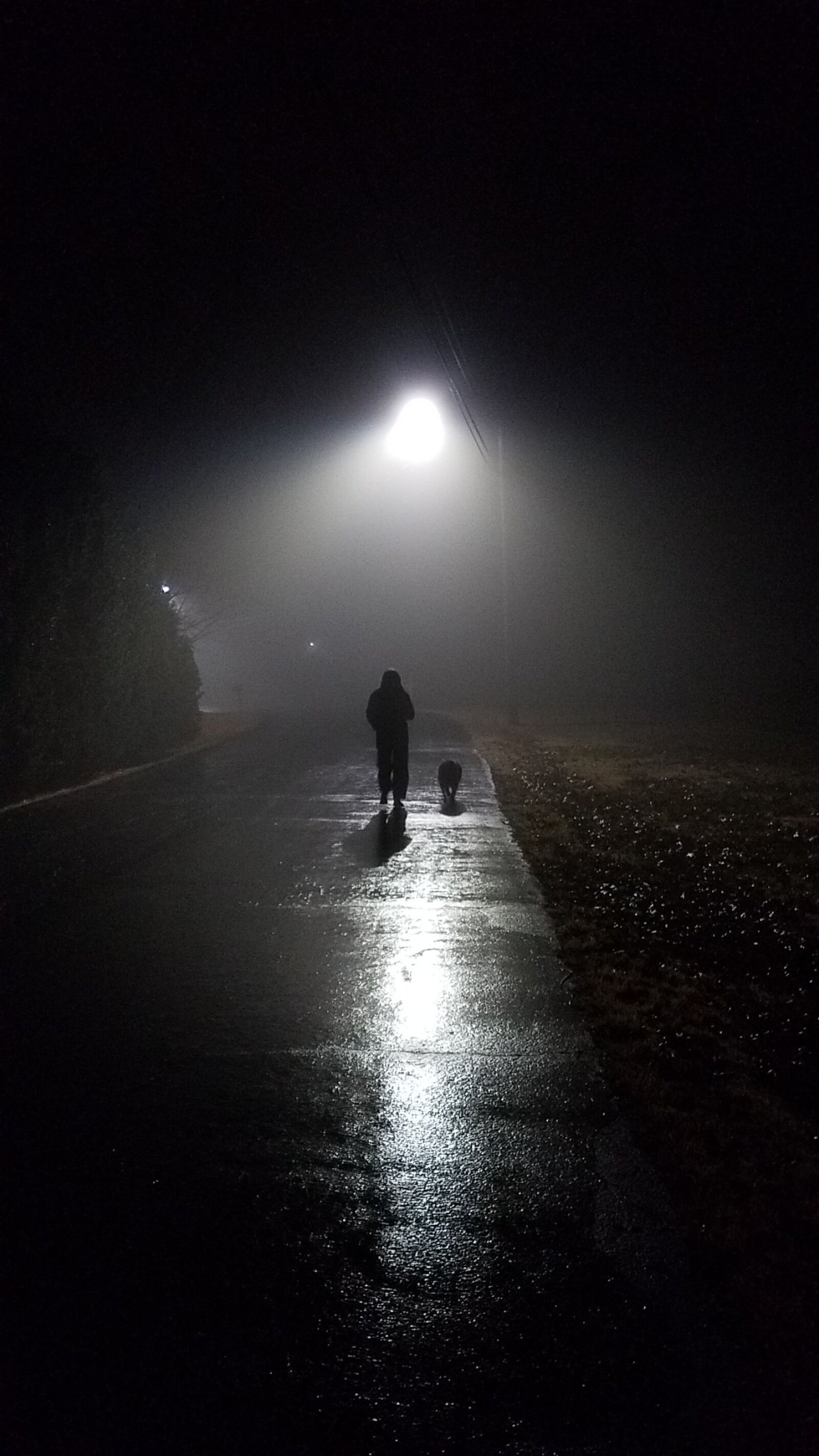 Samsung Galaxy S7 sample photo. Night, fog, dog photography