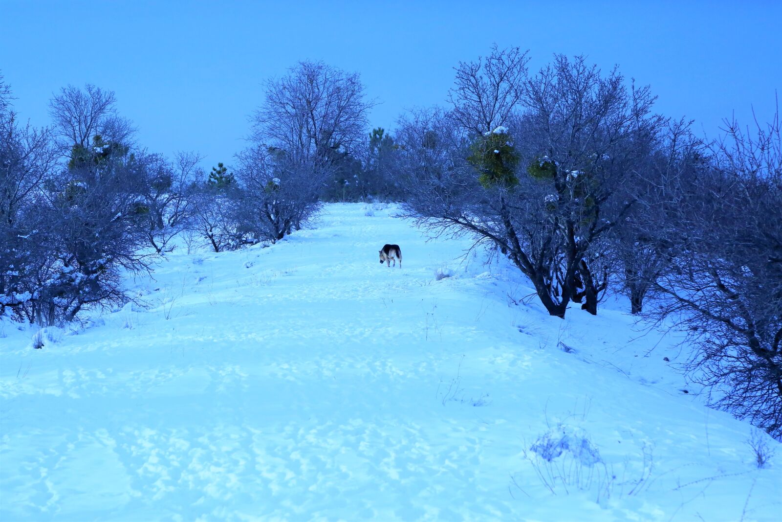 Canon EF 24-105mm F4L IS USM sample photo. Winter, snow, cold photography