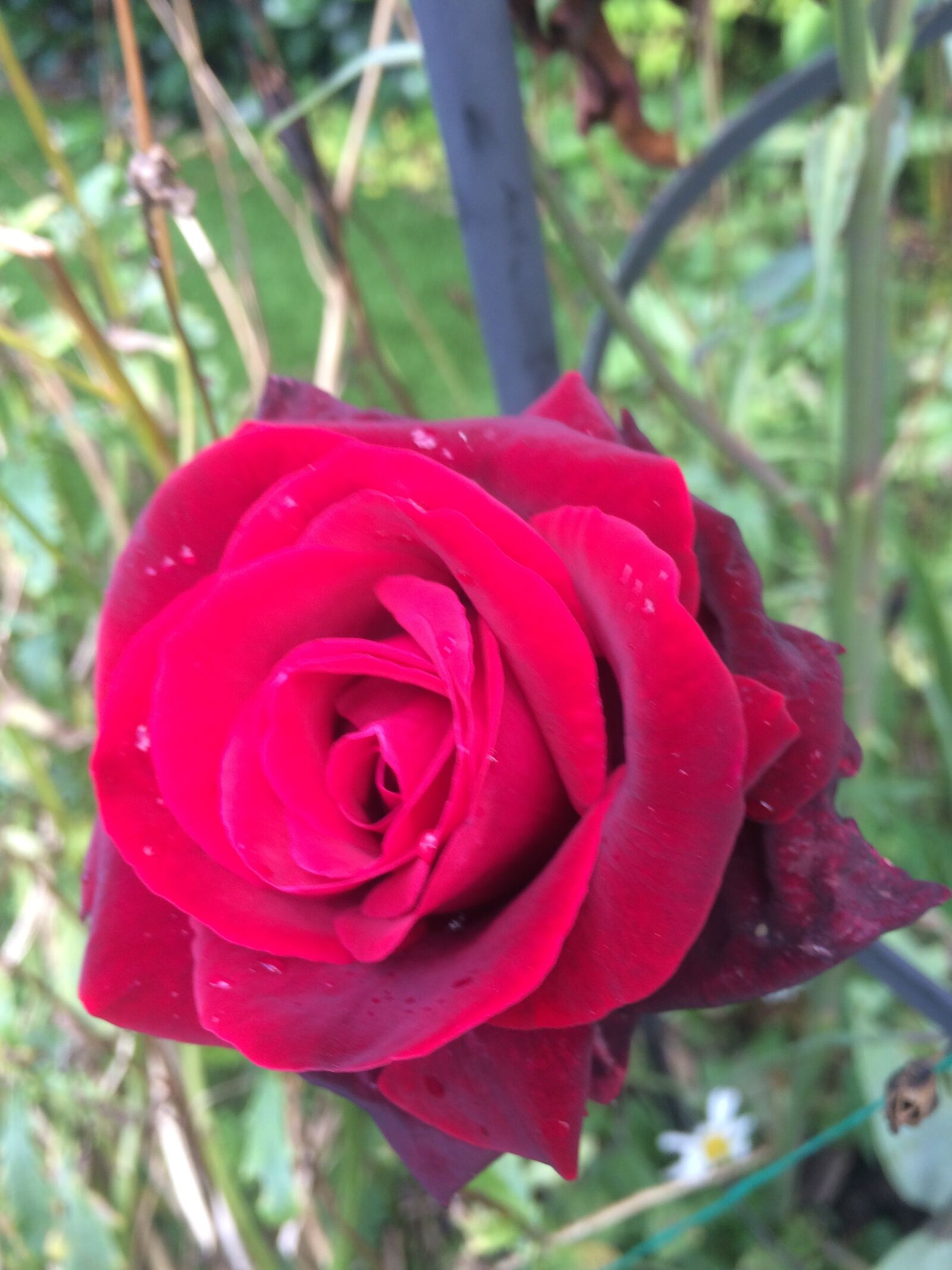 iPhone 5s back camera 4.15mm f/2.2 sample photo. Rose, red, flower photography