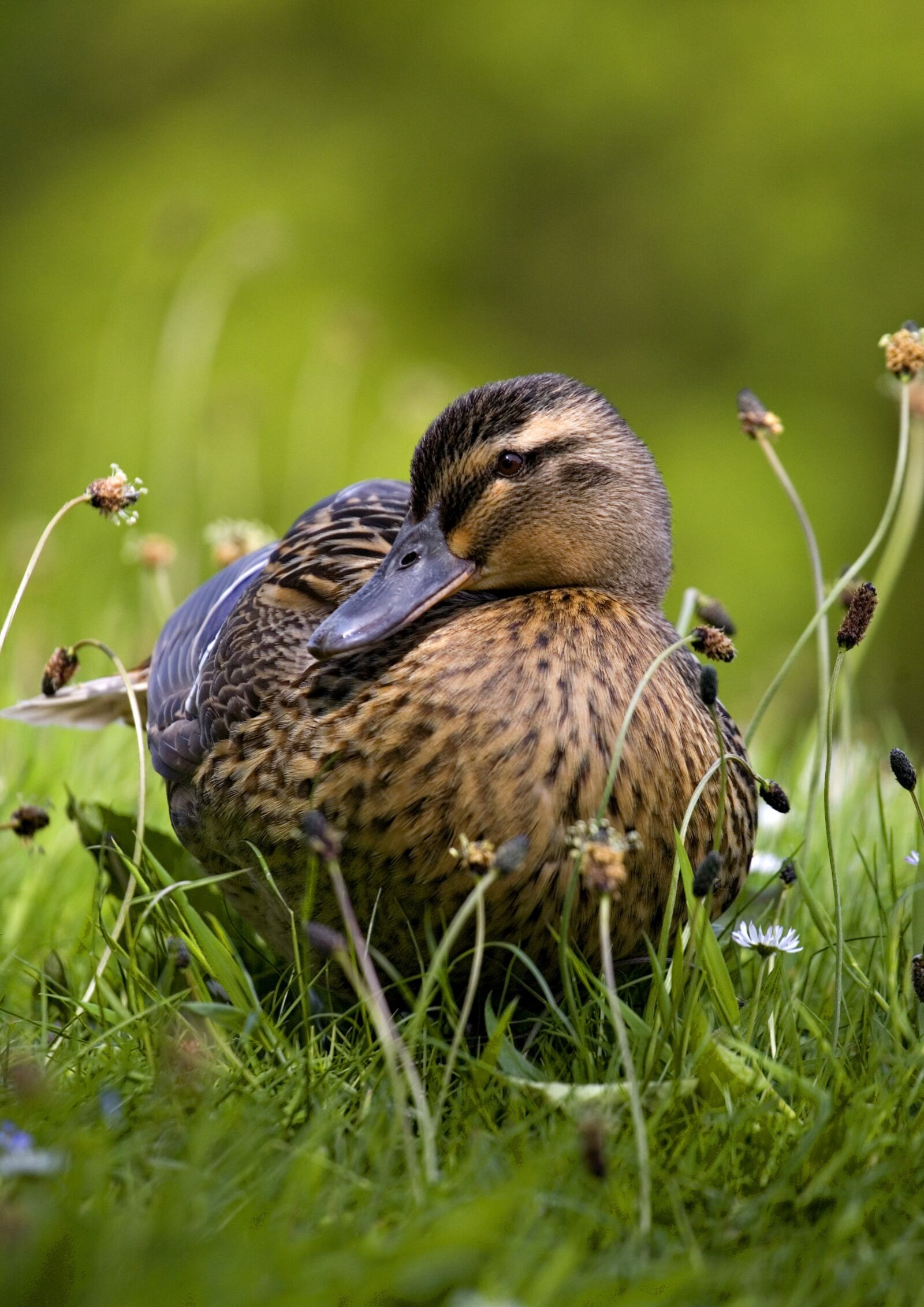 Canon EOS 5D sample photo. Mallard, duck, nature photography
