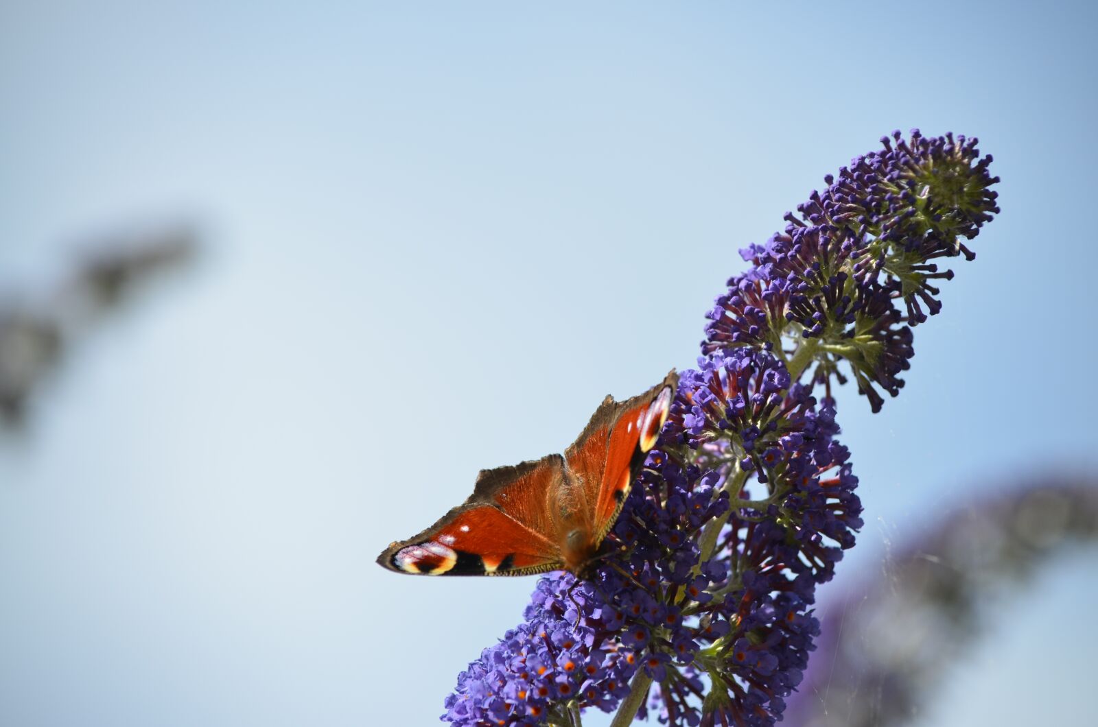 Nikon D5100 sample photo. Butterfly, peacock, nature photography