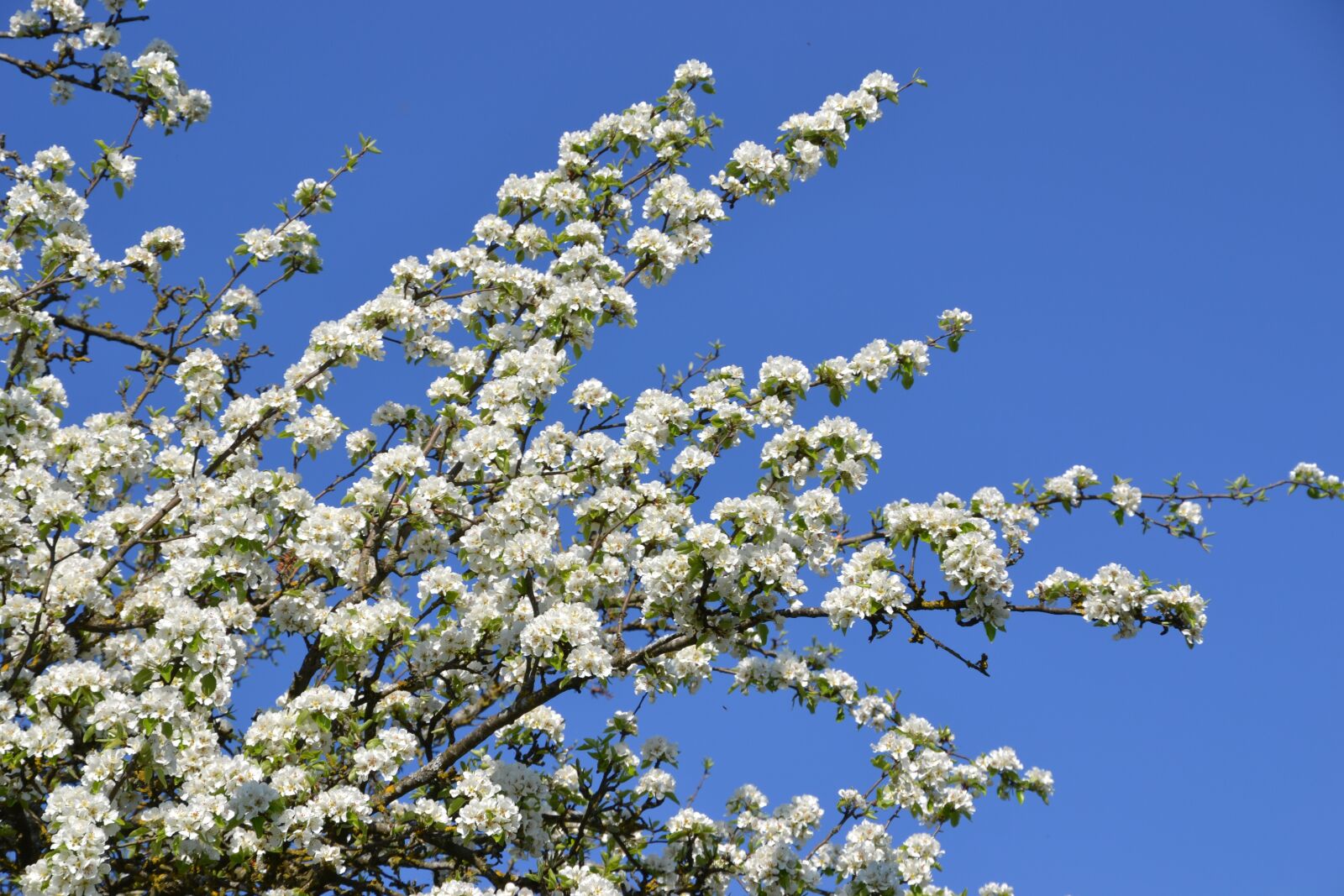 Nikon D3100 sample photo. Tree, flowers, spring photography