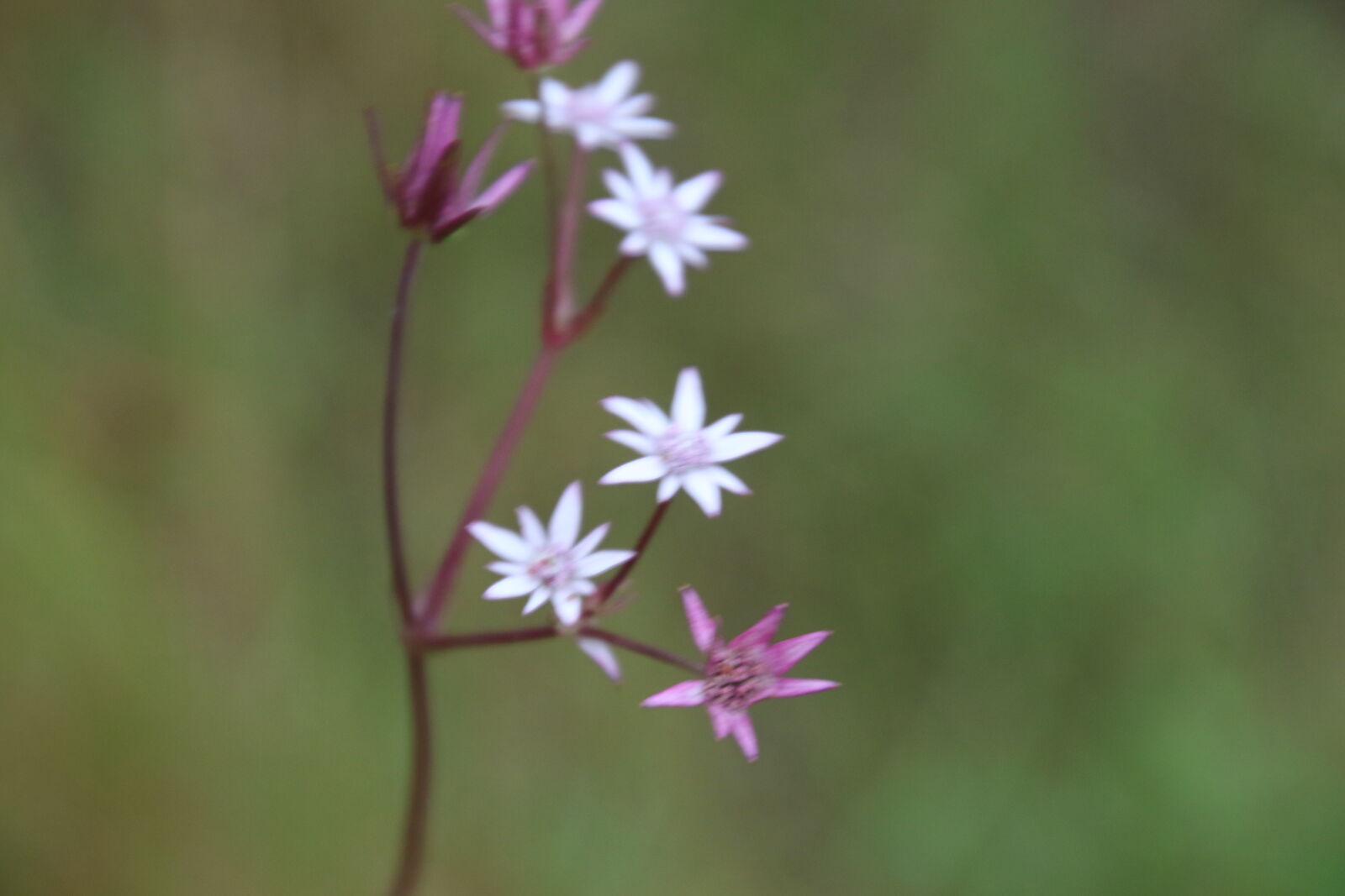 Canon EOS 7D Mark II sample photo. Flower, mothernature, nature, outside photography