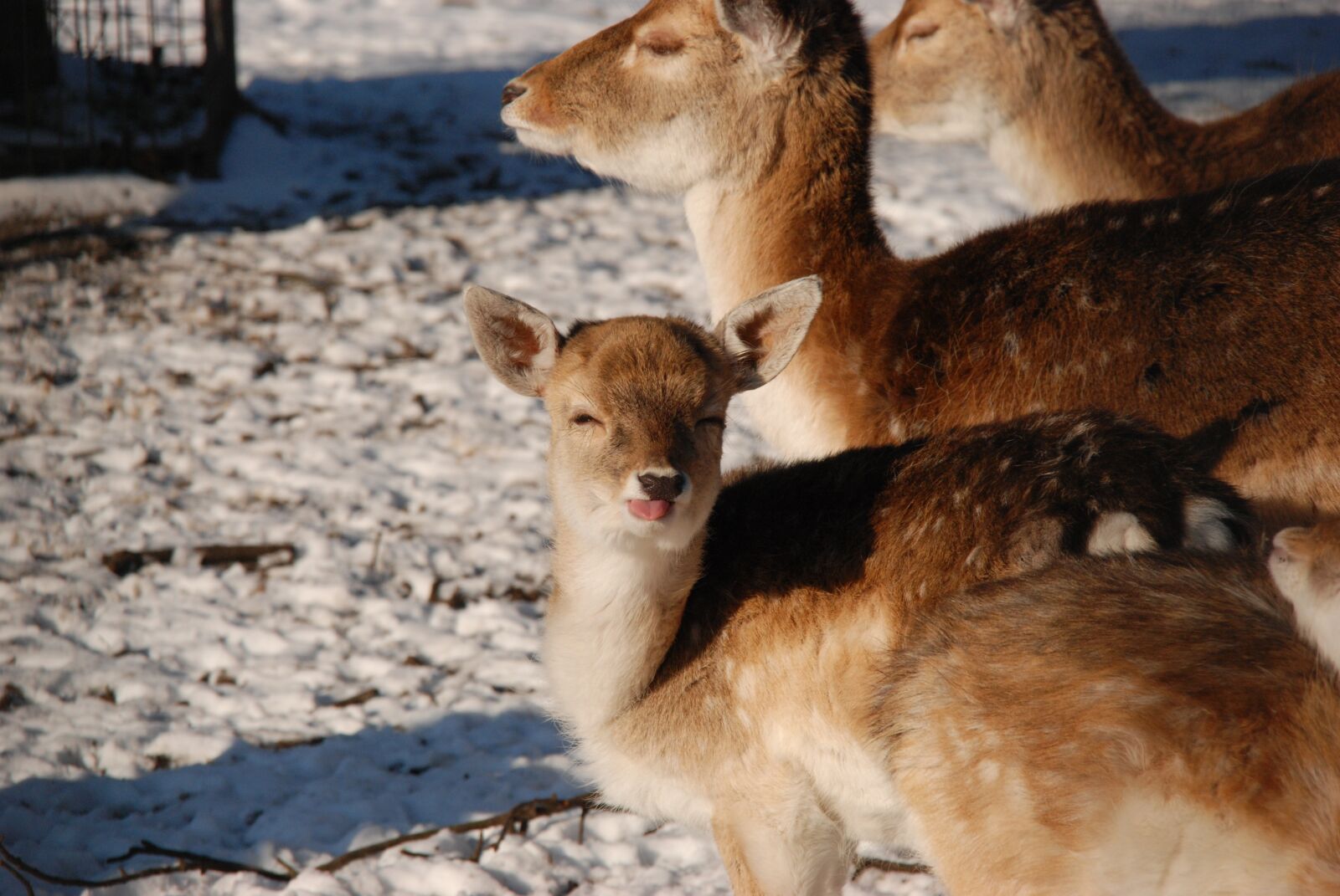Nikon D80 sample photo. Deer, young, tongue photography