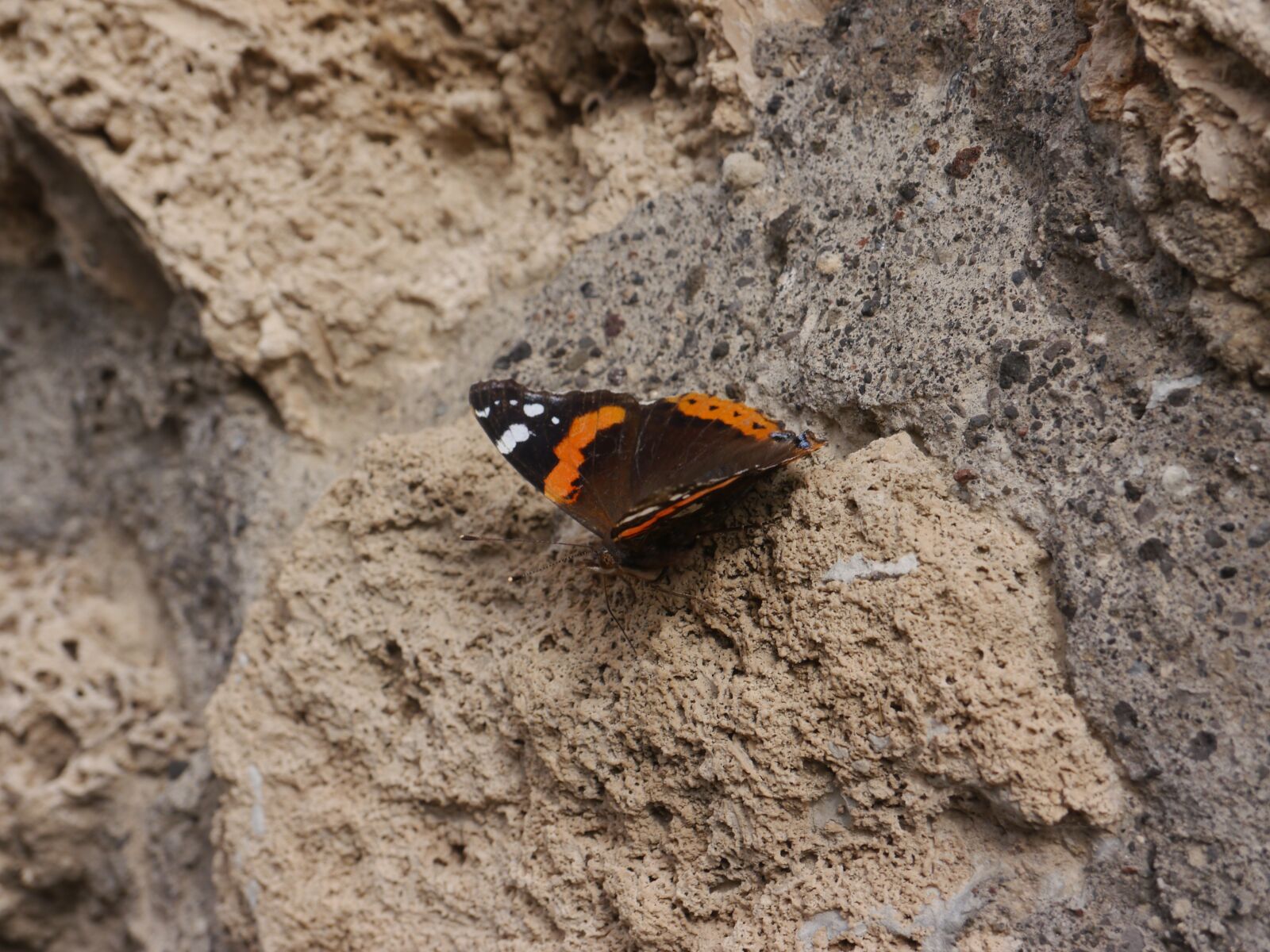 Panasonic Lumix DMC-G5 sample photo. Butterfly, pompeii, stone photography