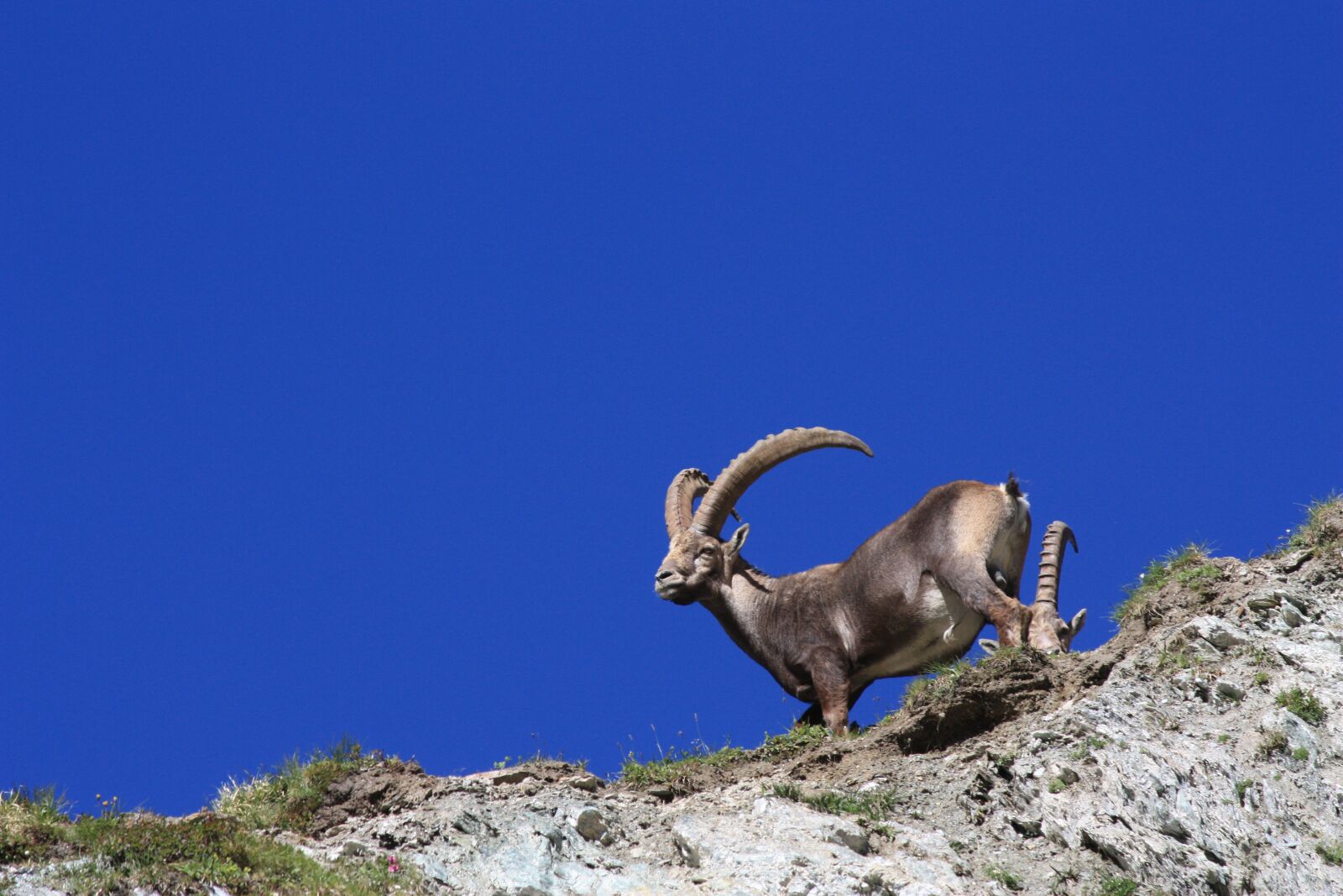 Canon EOS 450D (EOS Rebel XSi / EOS Kiss X2) sample photo. Ibex, horns, animal photography