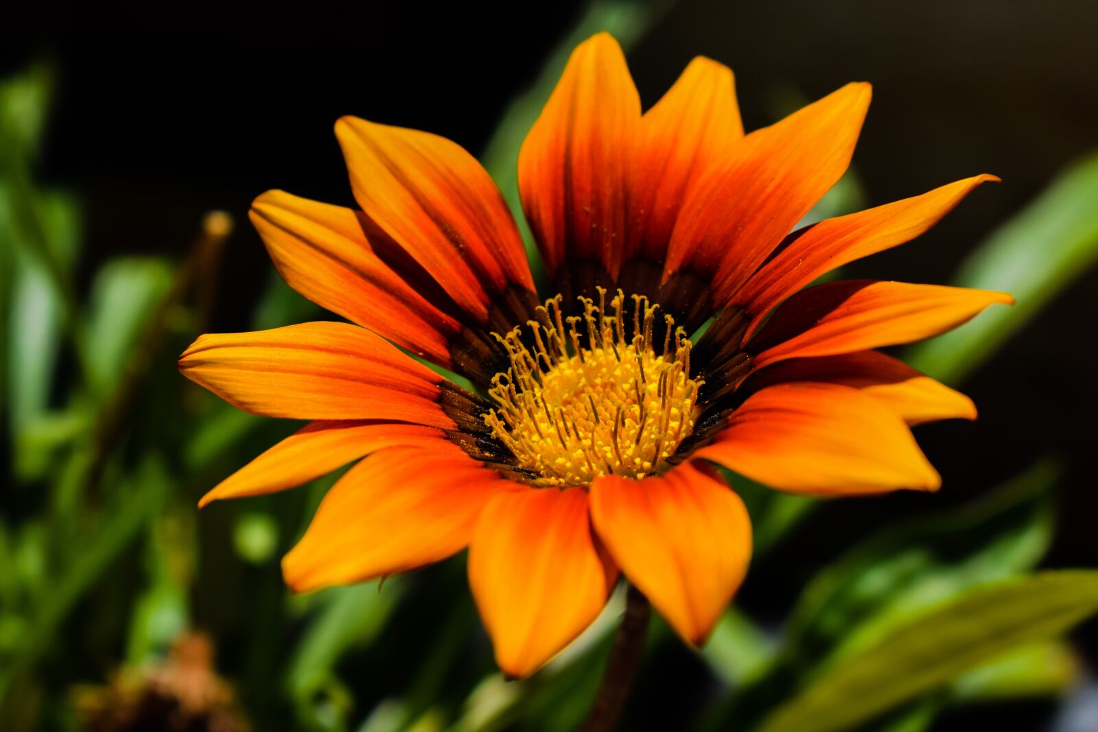 Nikon D3300 sample photo. Gazania, orange, flower photography