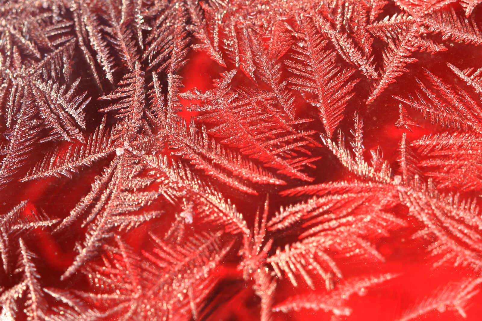 Canon EOS 600D (Rebel EOS T3i / EOS Kiss X5) + Canon EF 100mm F2.8 Macro USM sample photo. Frost, ice, gel photography