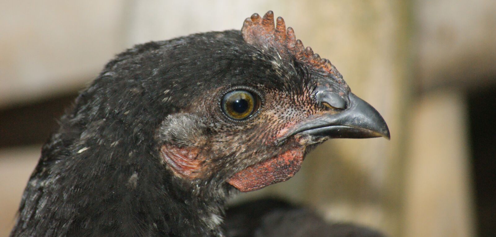 Sony Alpha DSLR-A390 sample photo. Fauna, poultry, hen photography