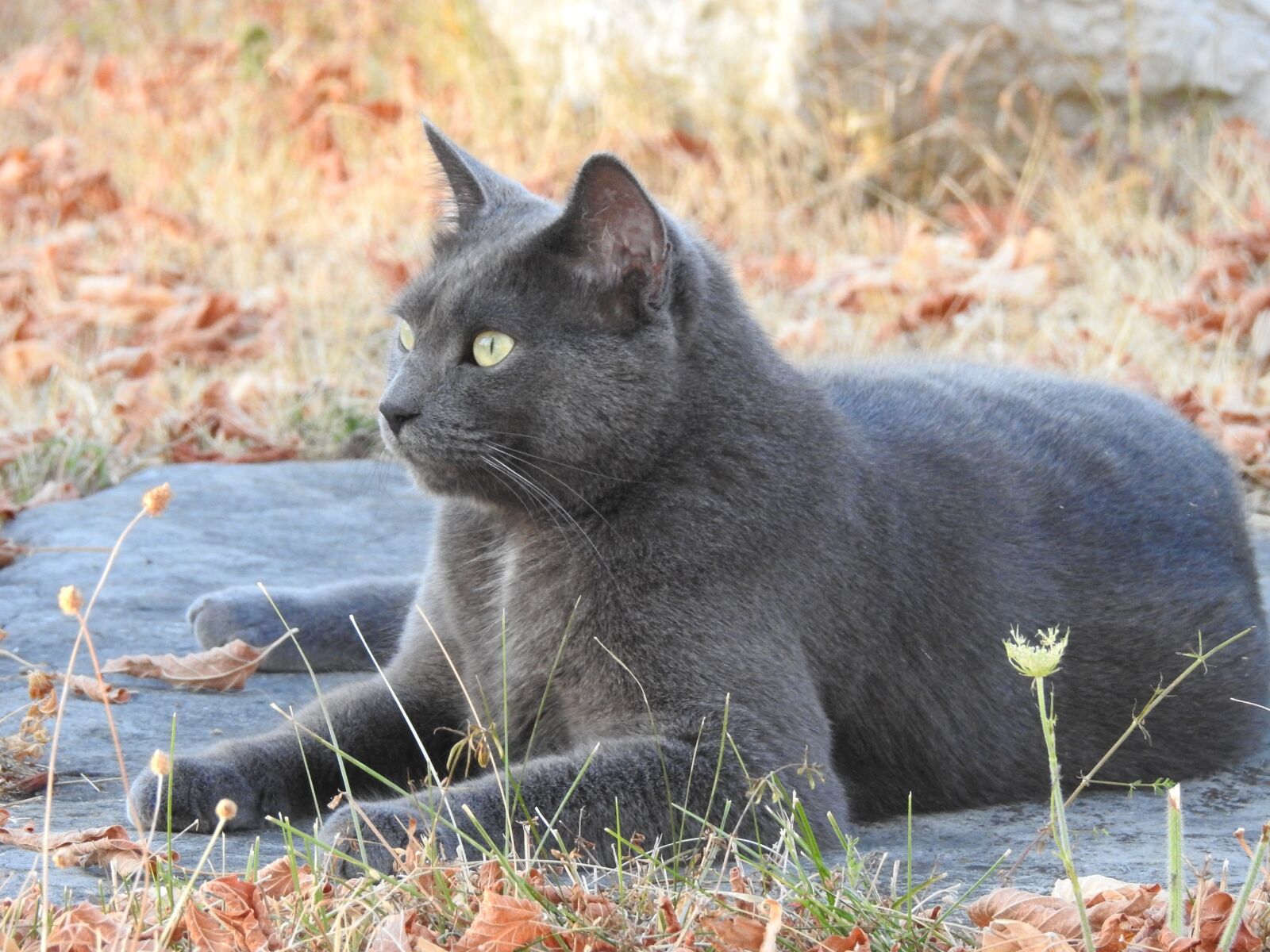 Nikon Coolpix P900 sample photo. Feline, cat, grey photography
