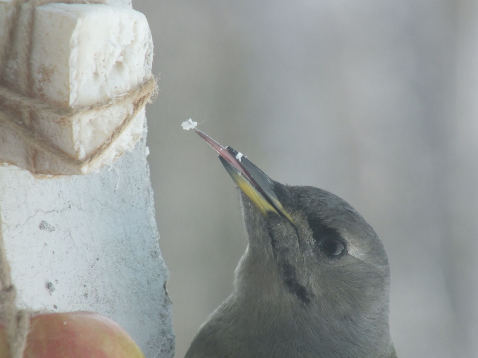 Fujifilm FinePix HS30EXR sample photo. Bird, close, tongue, winter photography