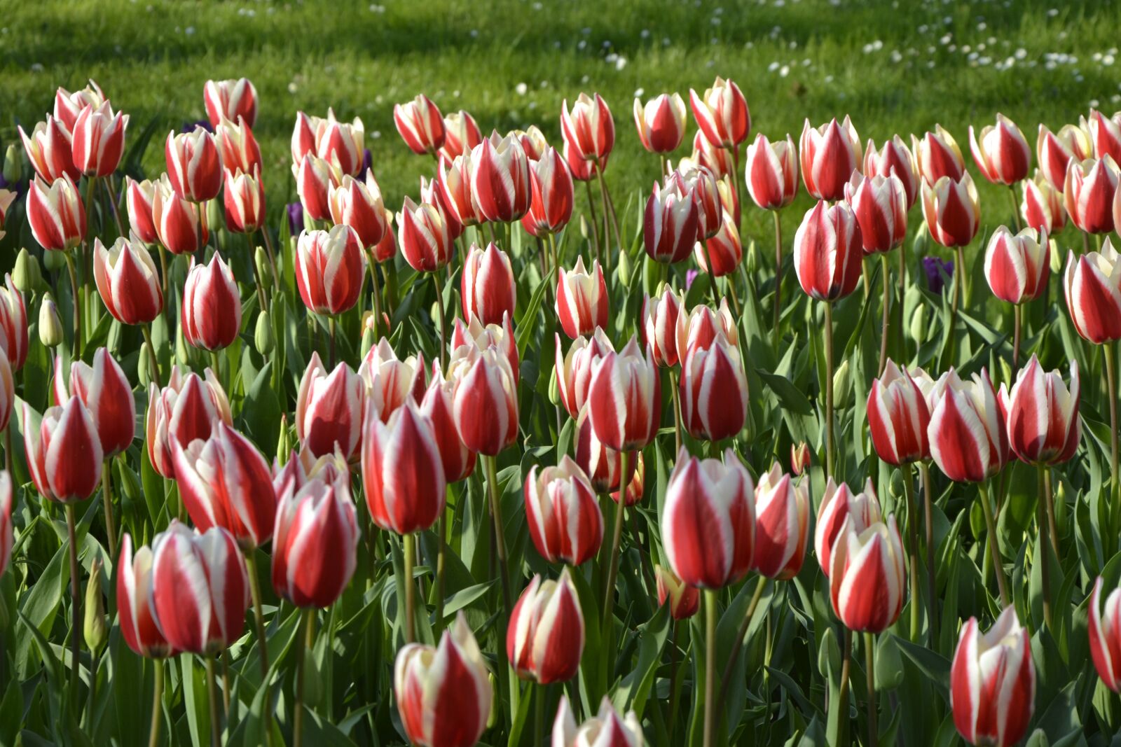Nikon D3100 sample photo. Flowers, tulips, petals photography