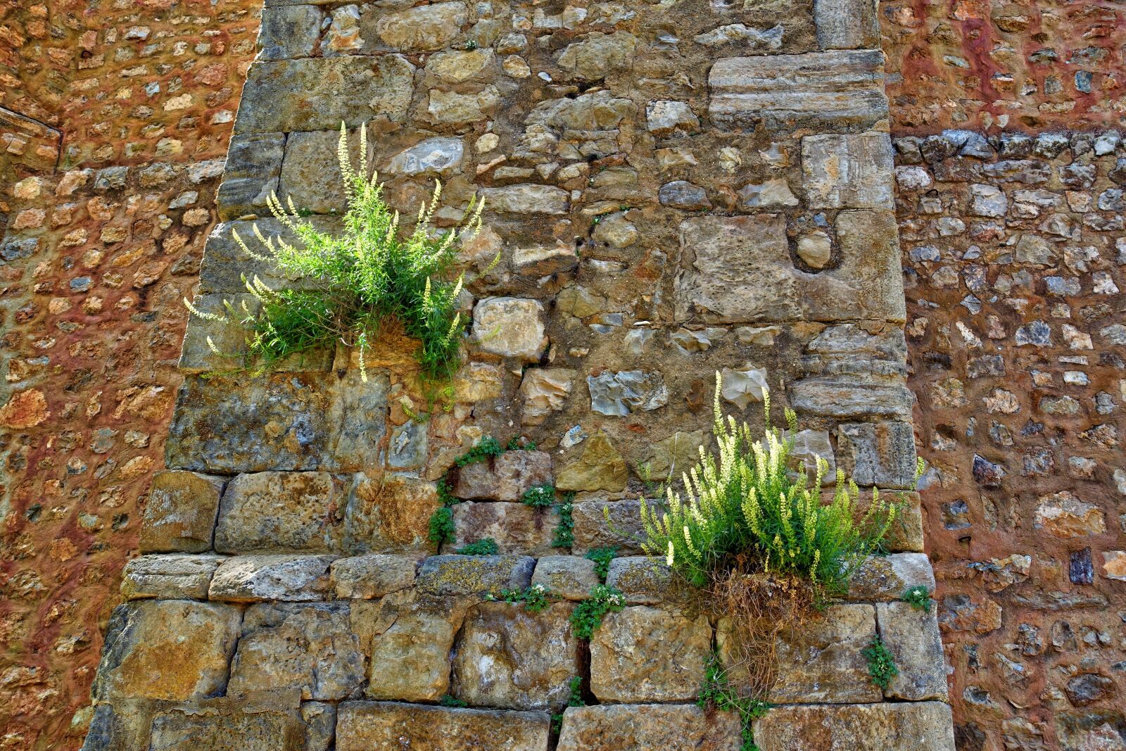 Sony Cyber-shot DSC-RX100 III sample photo. Weed, plants, wall photography