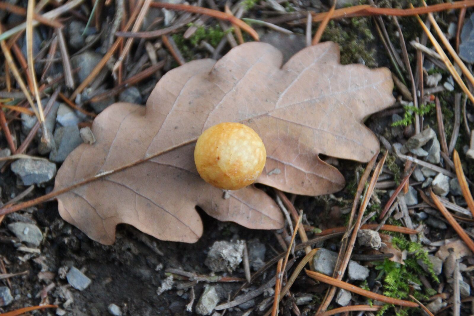 Canon EOS 600D (Rebel EOS T3i / EOS Kiss X5) sample photo. Oak leaf, galls, ball photography