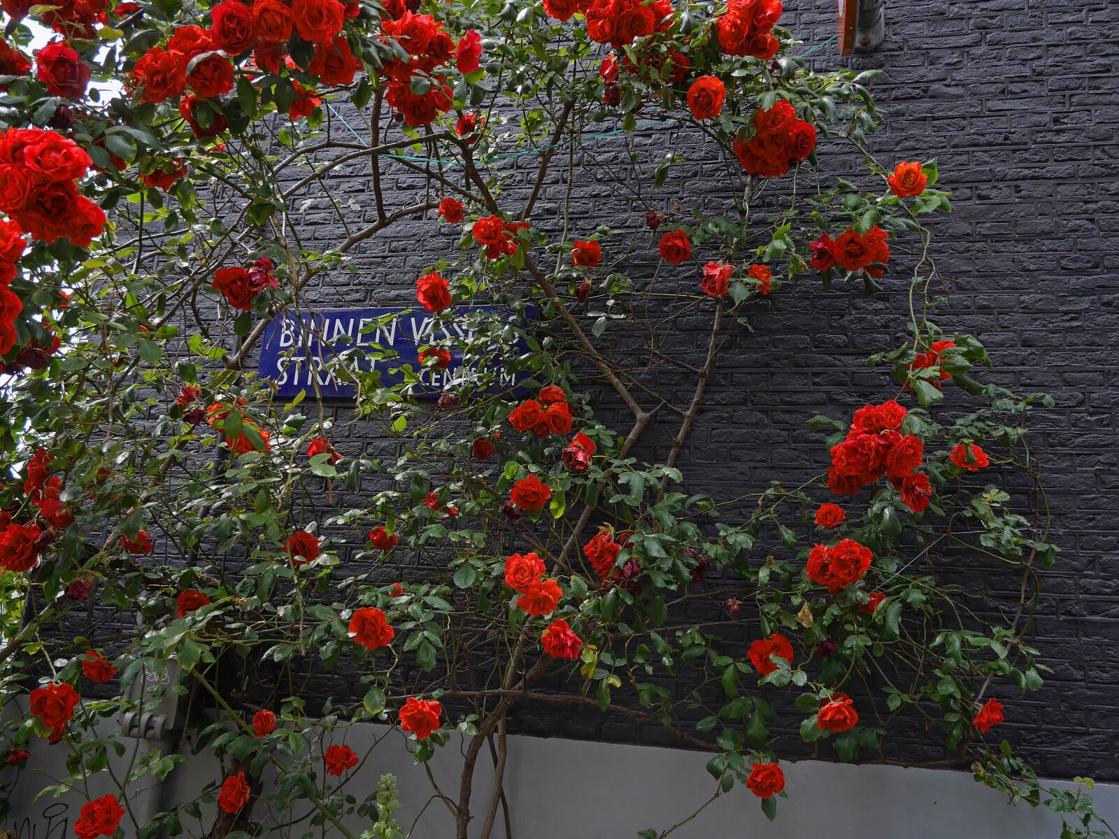 Panasonic Lumix DMC-GF6 sample photo. Roses, flowers, blossoming photography