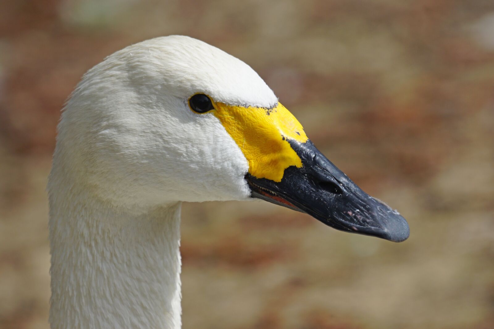 Sony ILCA-77M2 + Sony 70-400mm F4-5.6 G SSM sample photo. Swan, tundra swan, magpie photography