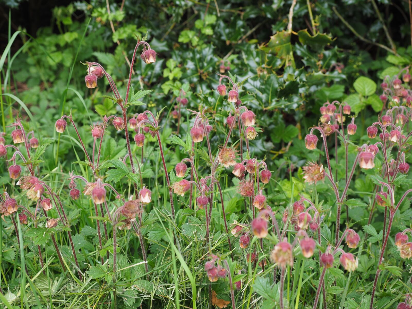 Olympus OM-D E-M1 + Olympus M.Zuiko Digital ED 12-40mm F2.8 Pro sample photo. Pointed flower, avens, geum photography