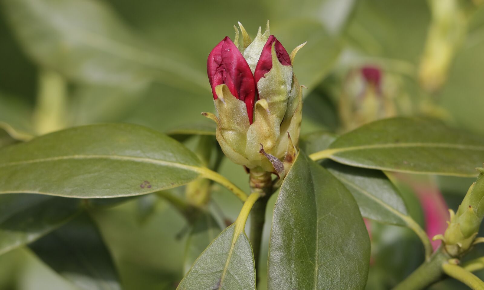 Canon EOS 750D (EOS Rebel T6i / EOS Kiss X8i) sample photo. Flowers, garden, botany photography