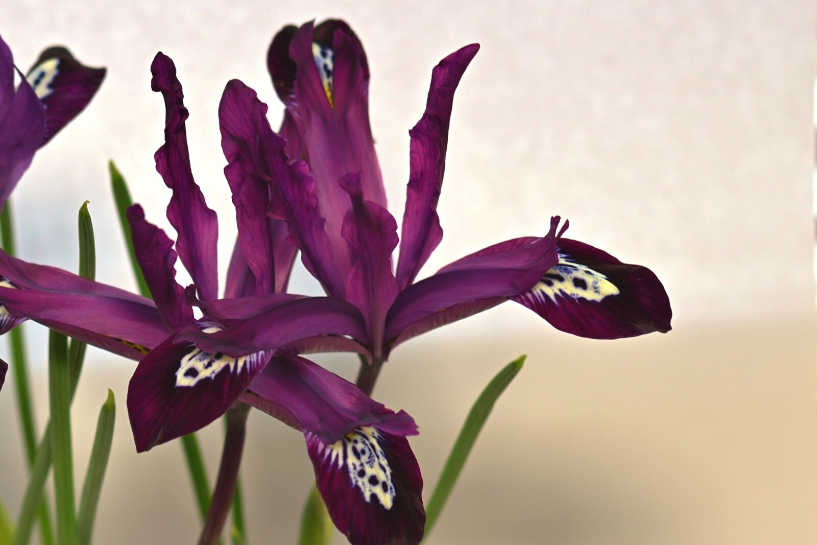 Nikon D5600 sample photo. Nature, plant, dwarf iris photography