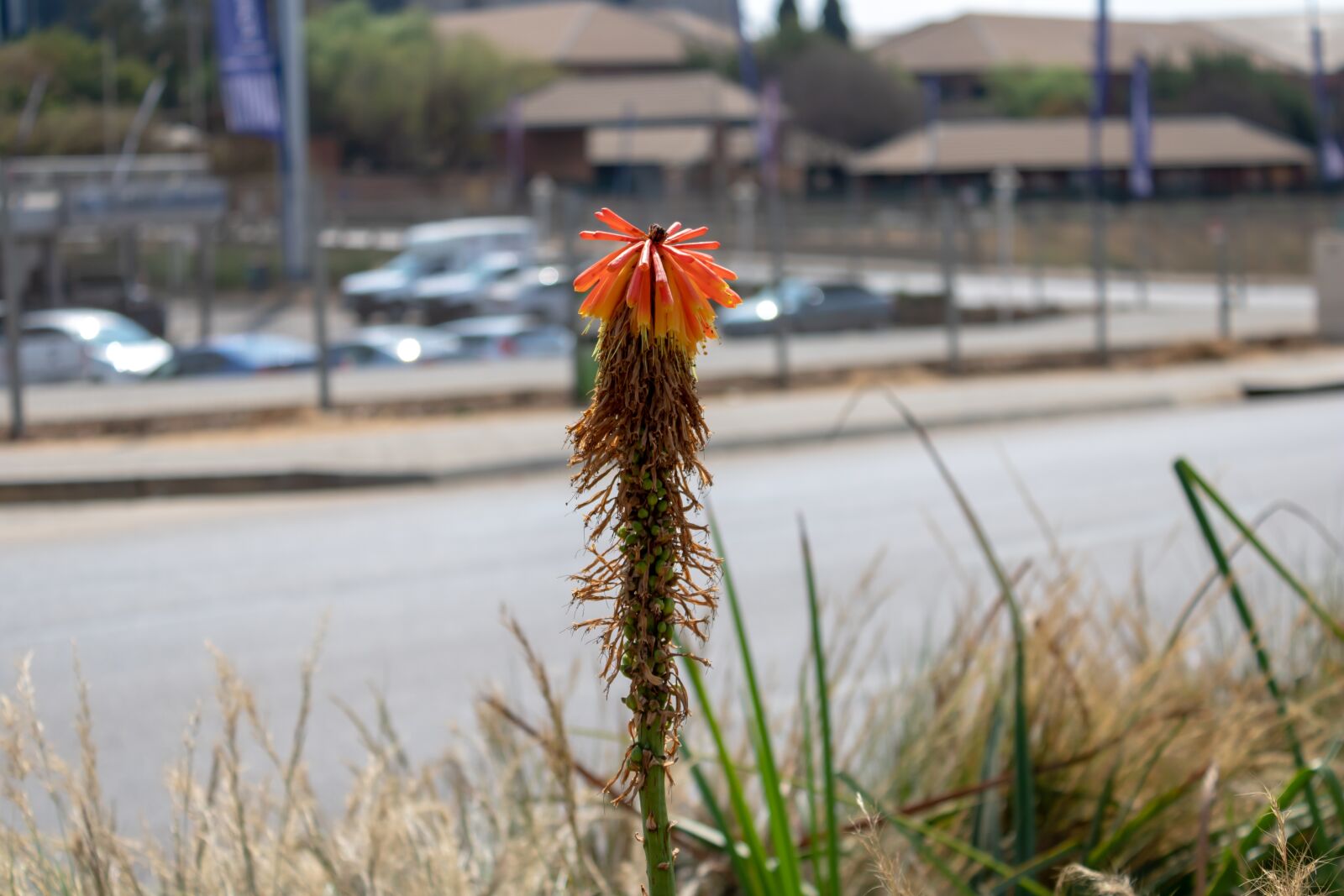 Canon EOS 2000D (EOS Rebel T7 / EOS Kiss X90 / EOS 1500D) sample photo. Orange flower, flower, orange photography