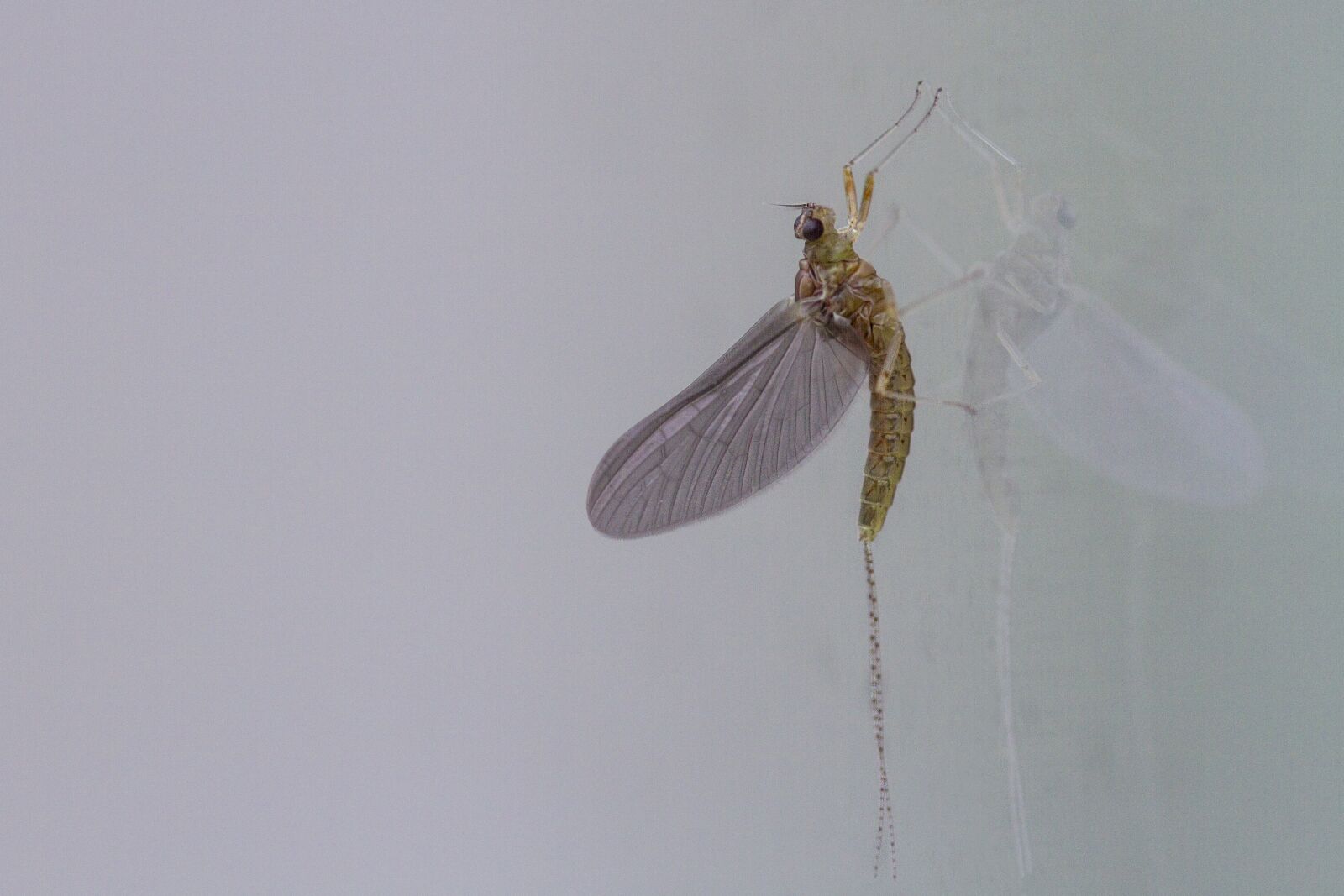 Canon EOS 7D sample photo. Nature, animals, animal world photography