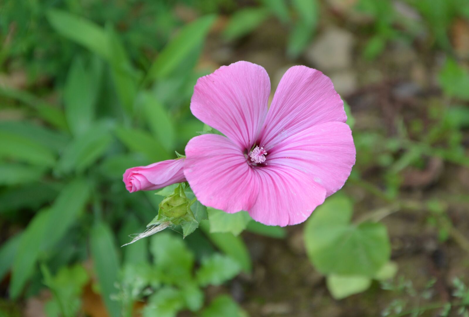 Nikon D5200 sample photo. Flower, pink, blossomed photography
