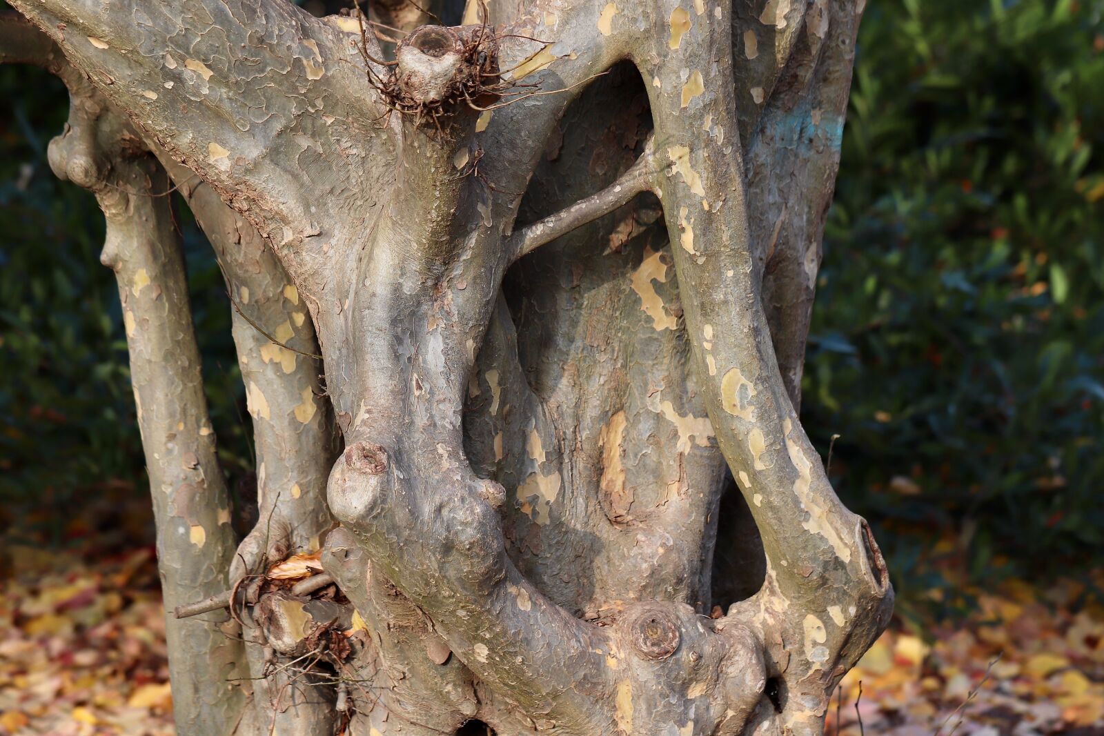 Canon EOS 800D (EOS Rebel T7i / EOS Kiss X9i) sample photo. Ironwood tree, tree bark photography
