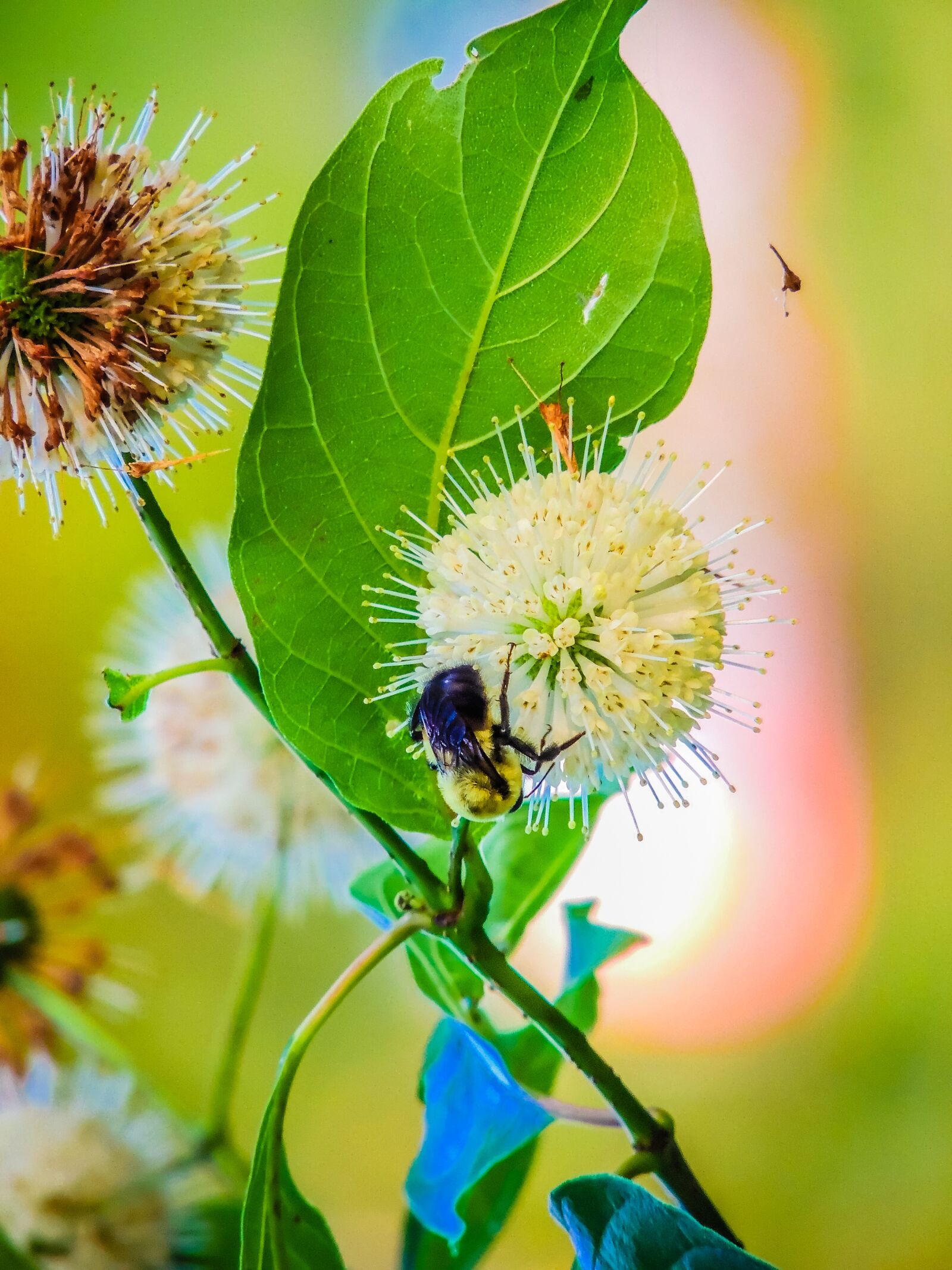 Nikon Coolpix P510 sample photo. Bumblebee, flowers, bee photography