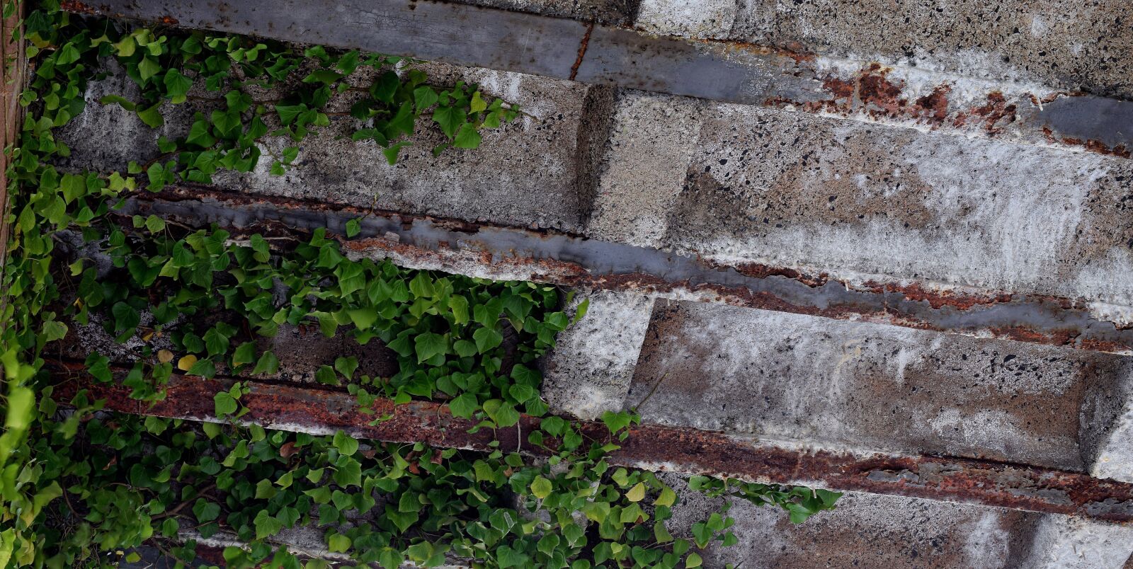 Nikon D5300 sample photo. Climbing ivy, rust, rusted photography