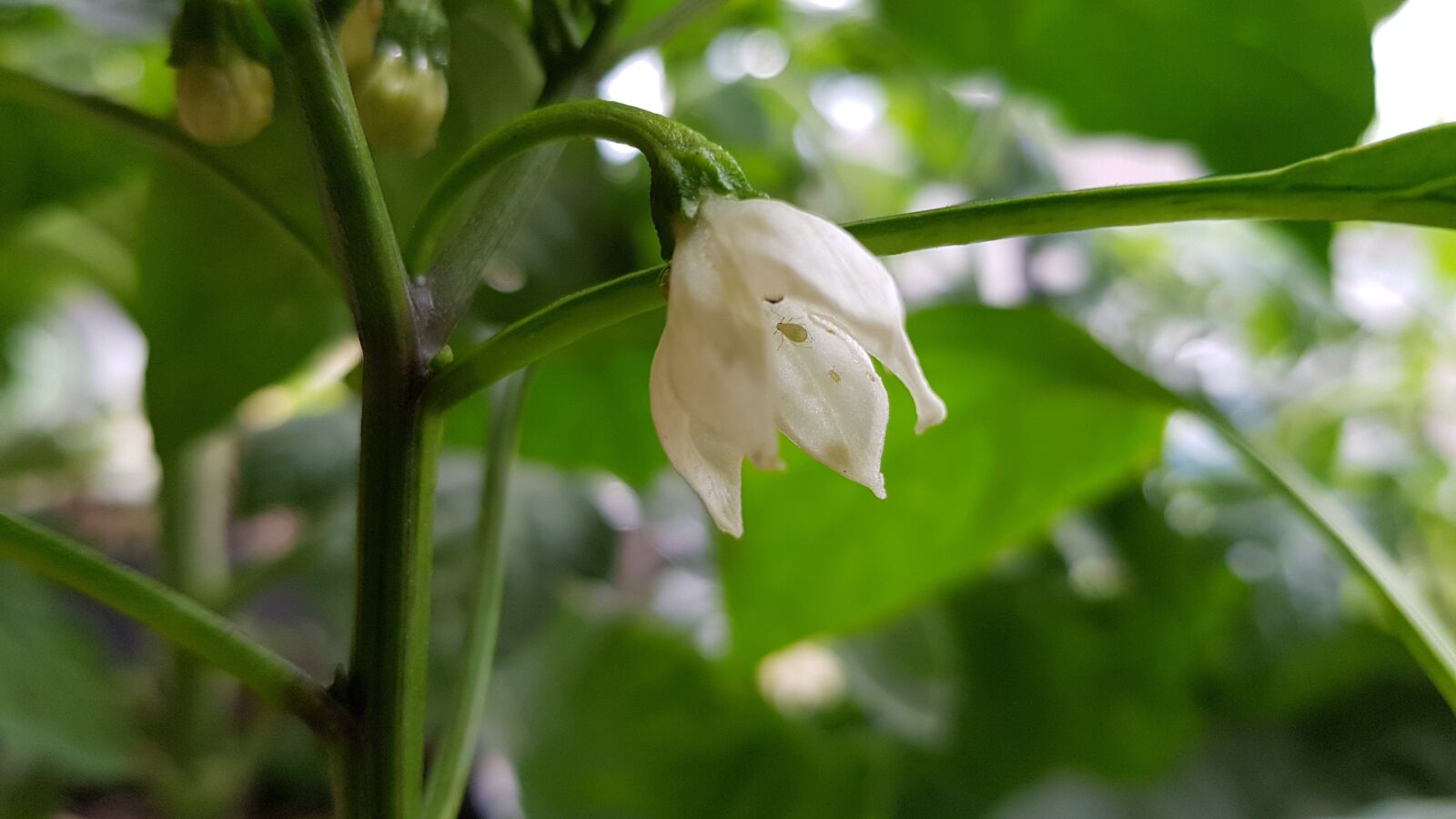 Samsung Galaxy S8+ sample photo. Flower, eggplant, bloom photography