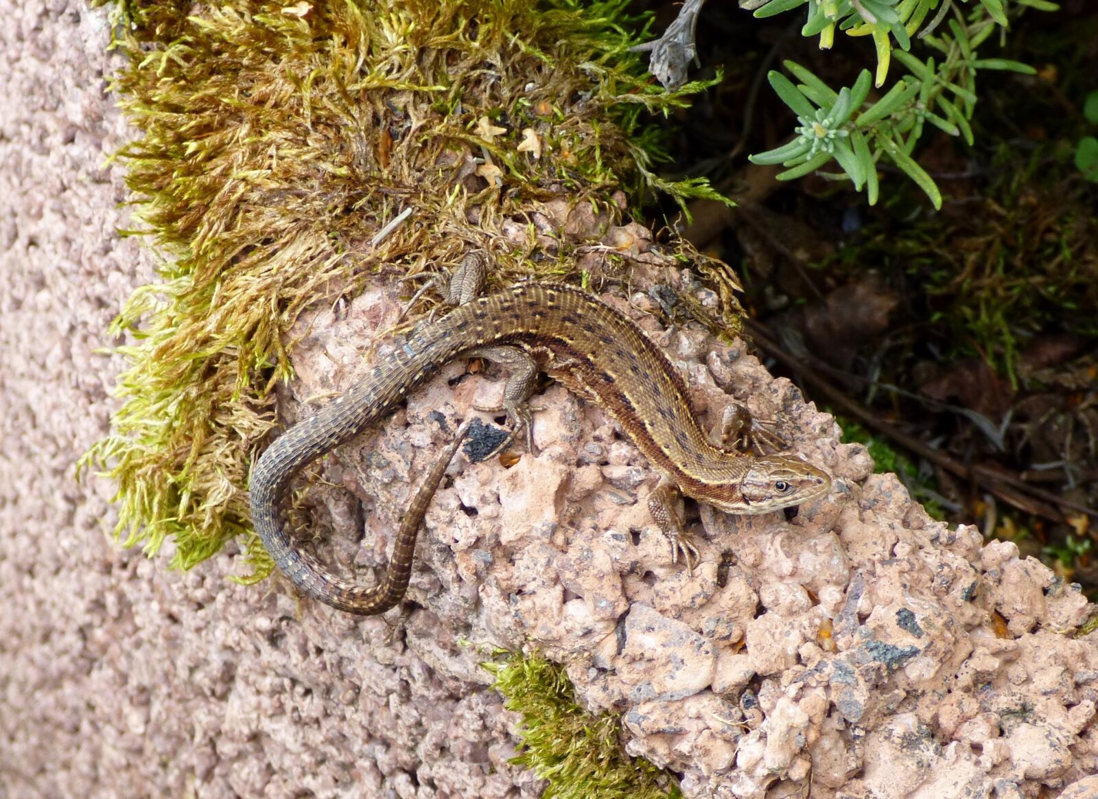 Panasonic DMC-FZ72 sample photo. Lizard, reptile, stones photography