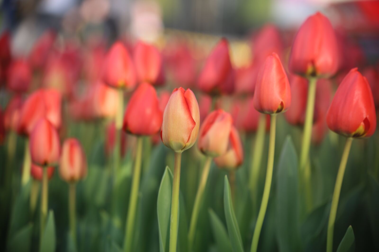 Canon EOS 6D sample photo. Tulip, nature, flower photography