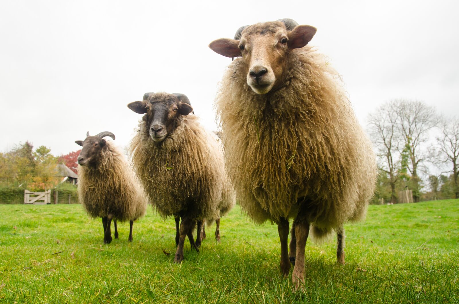 Nikon D7000 sample photo. Sheep, nature, farm photography