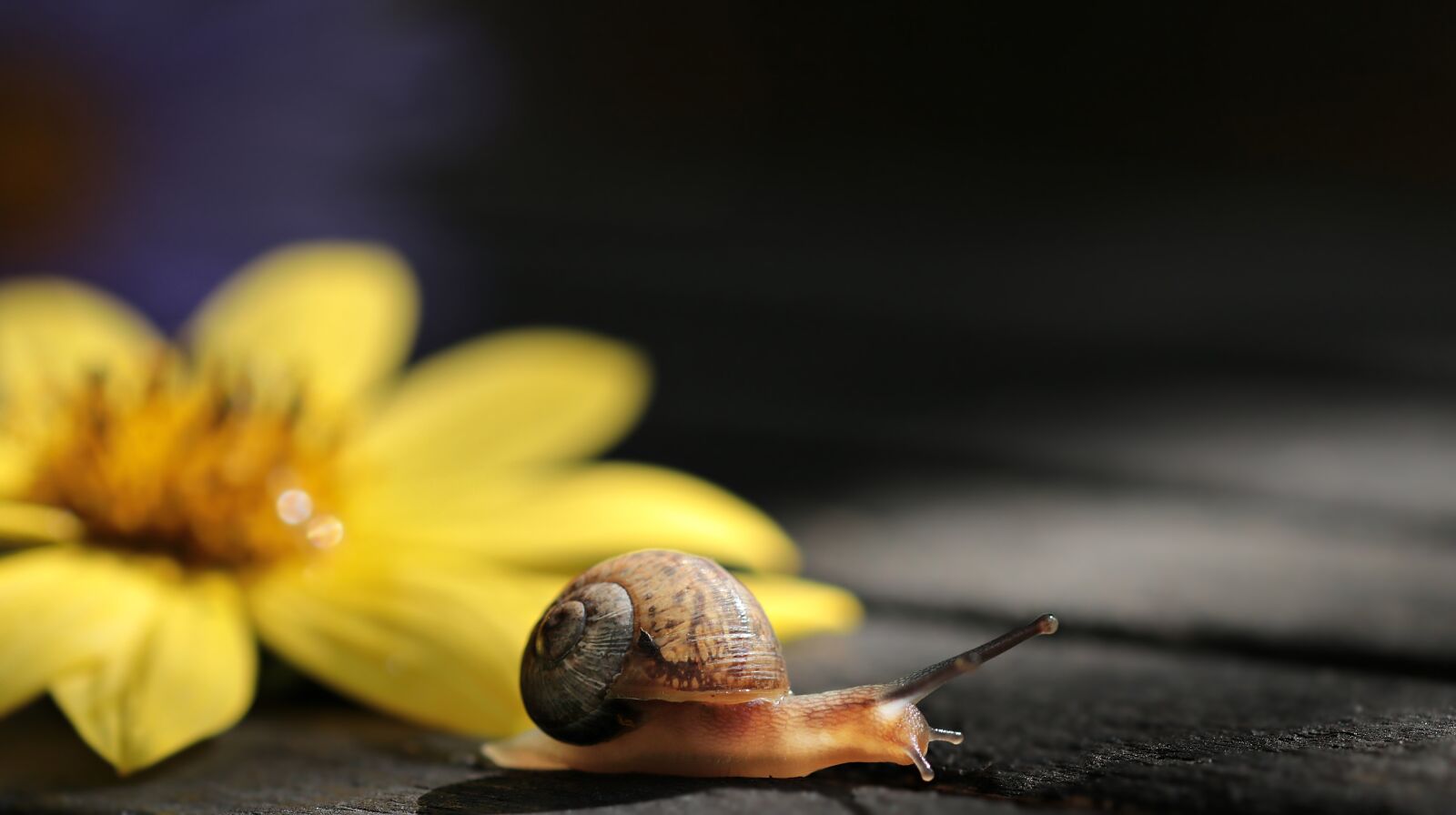 Canon EOS 80D sample photo. Snail, va-jay-jay, flower photography