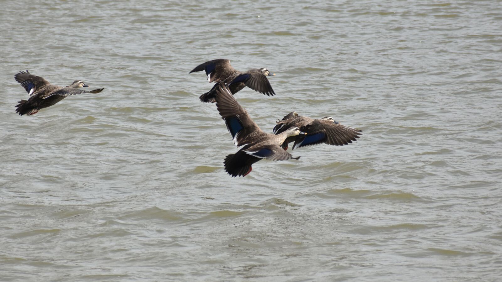 Nikon D7200 sample photo. Animal, river, waterside photography
