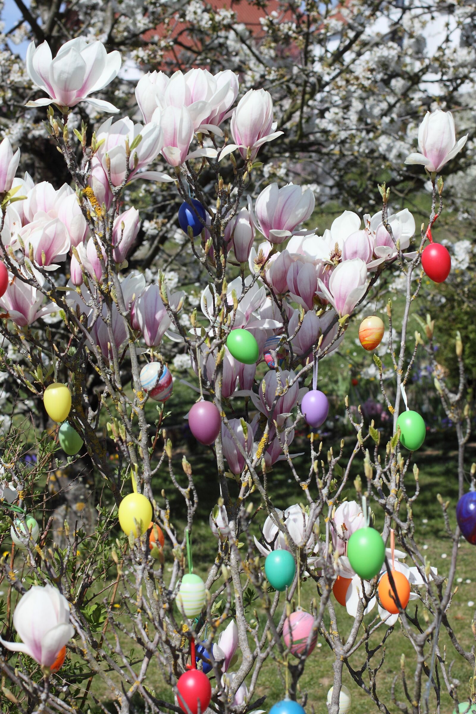 Canon EOS 50D sample photo. Easter, easter eggs, magnolia photography