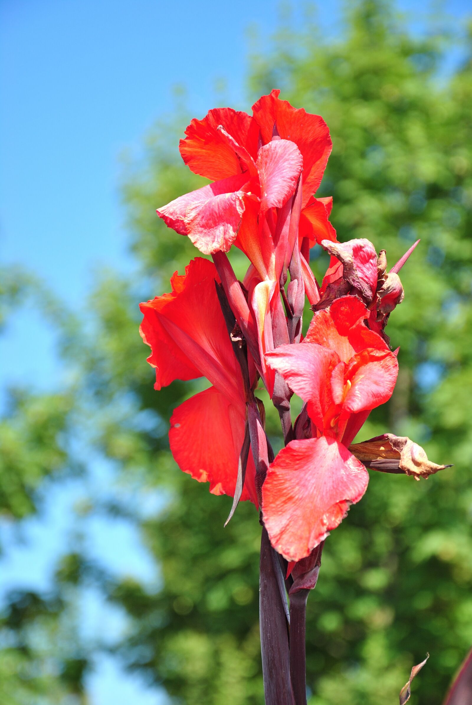 Nikon D3000 sample photo. Flower, nature, plant photography